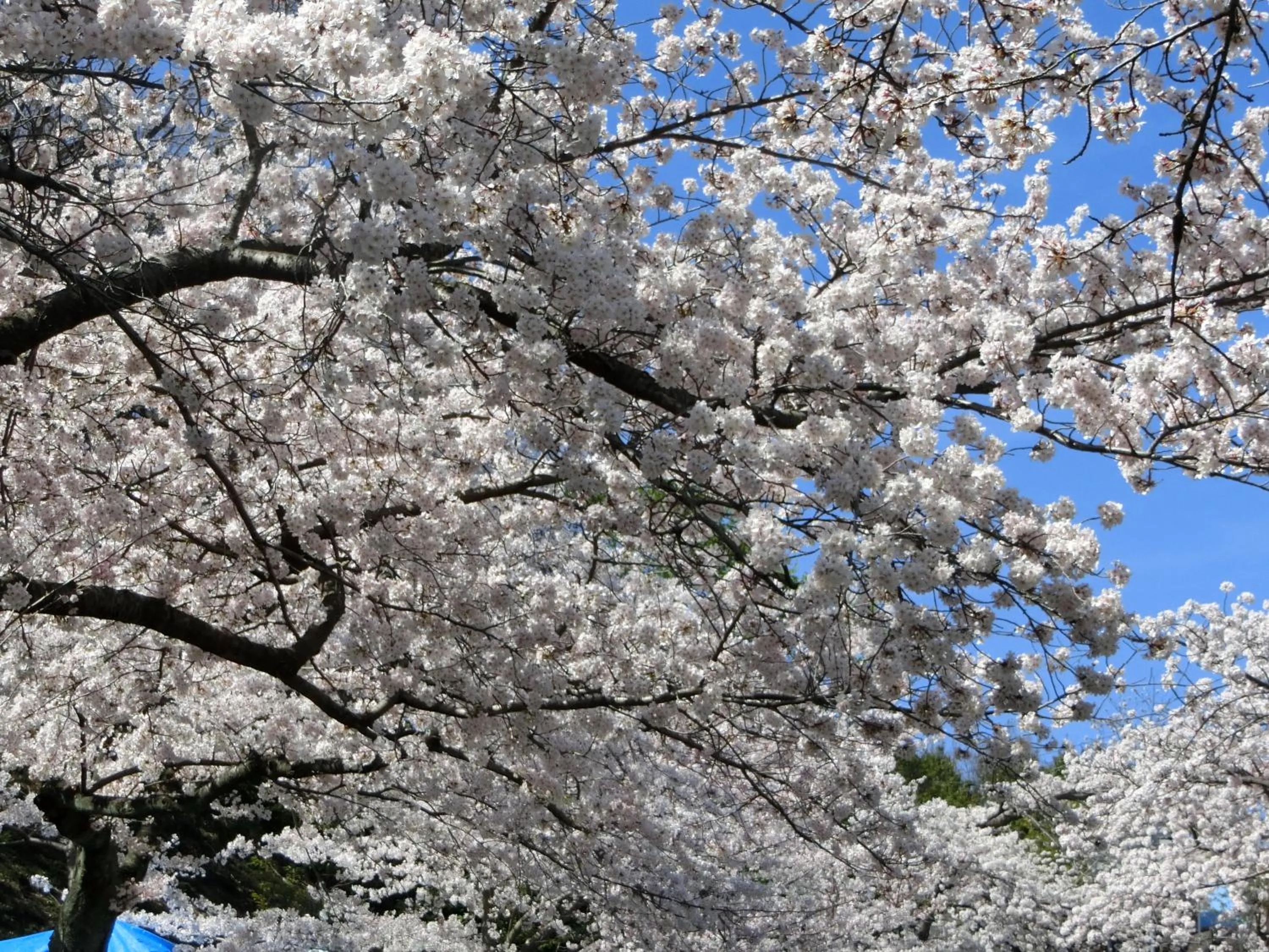 Spring in Pension Izukogen