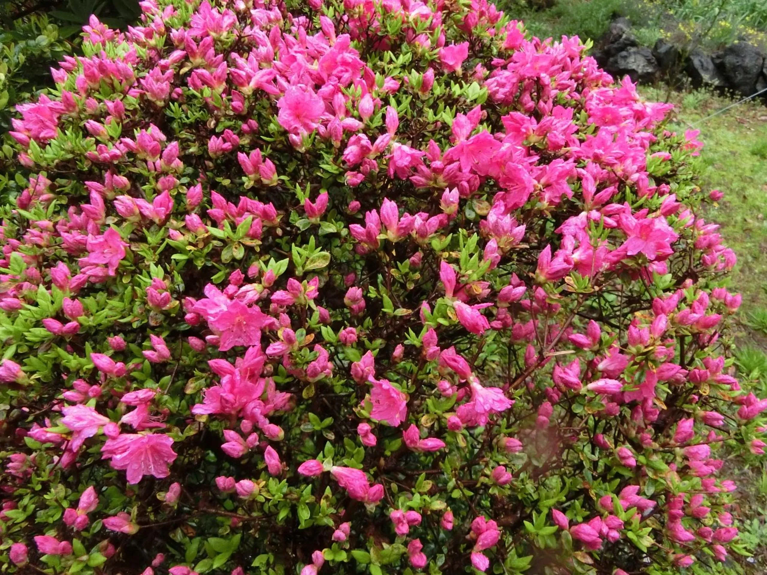 Spring in Pension Izukogen