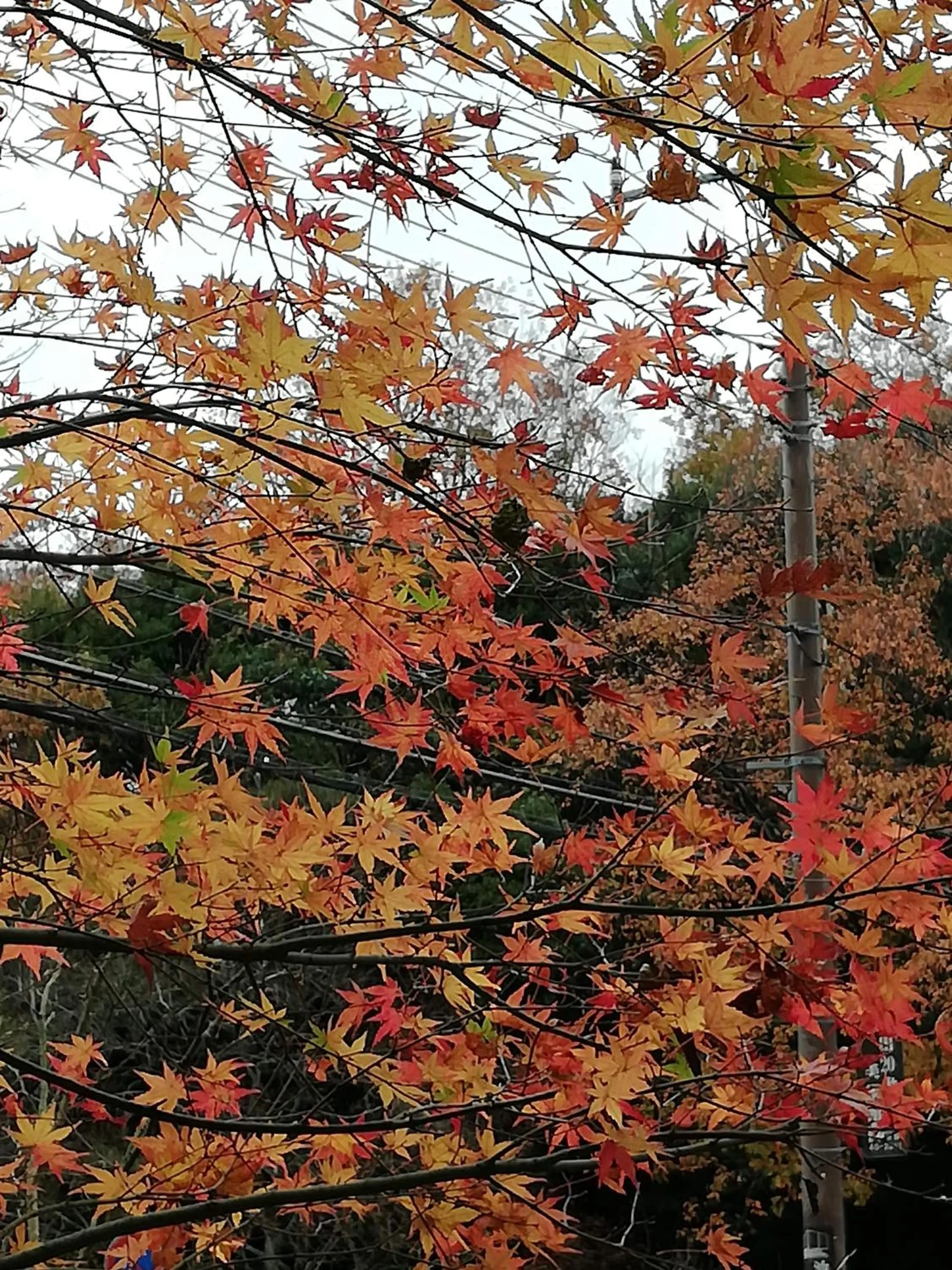 Off site in Pension Izukogen