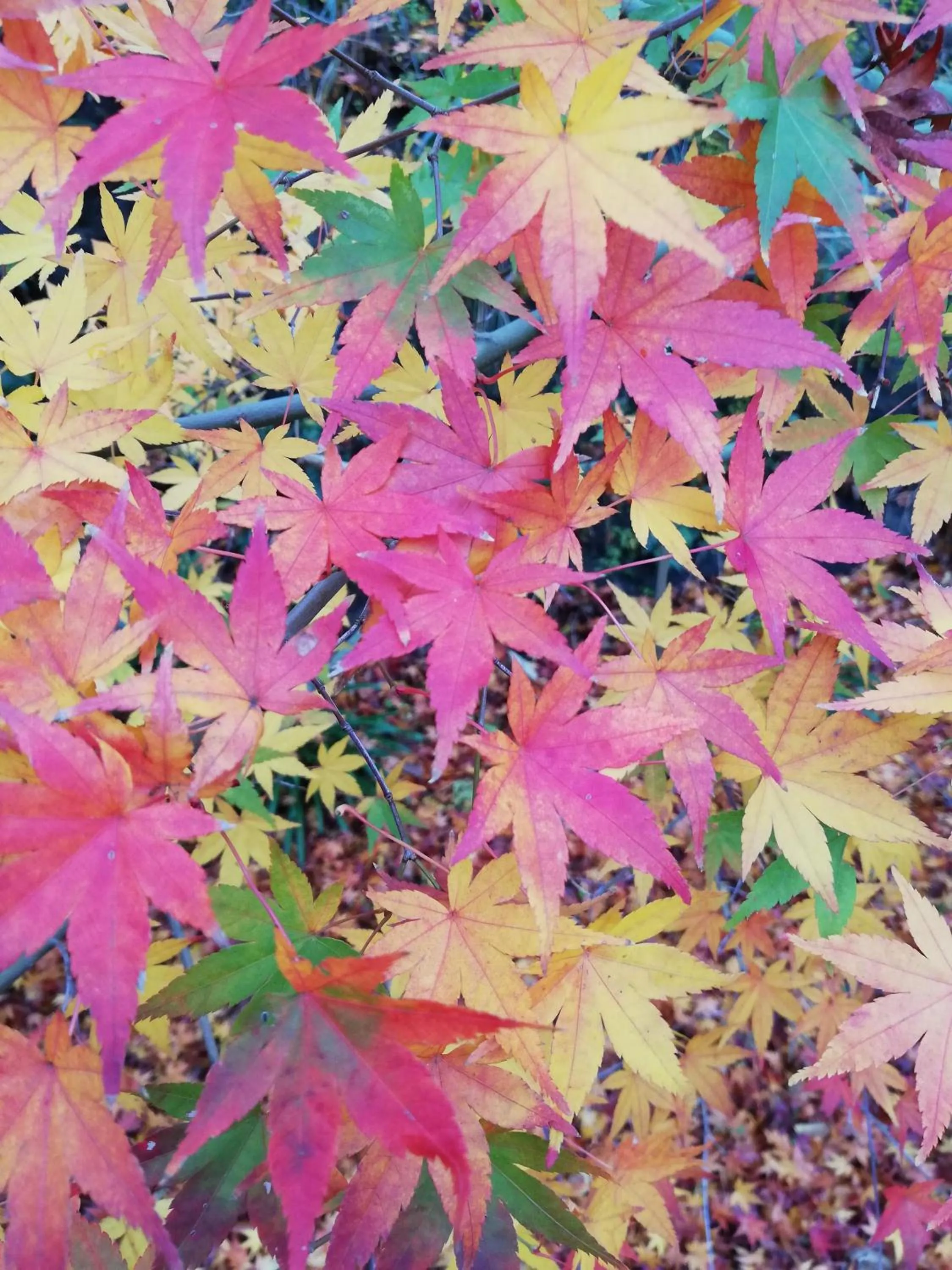 Off site in Pension Izukogen