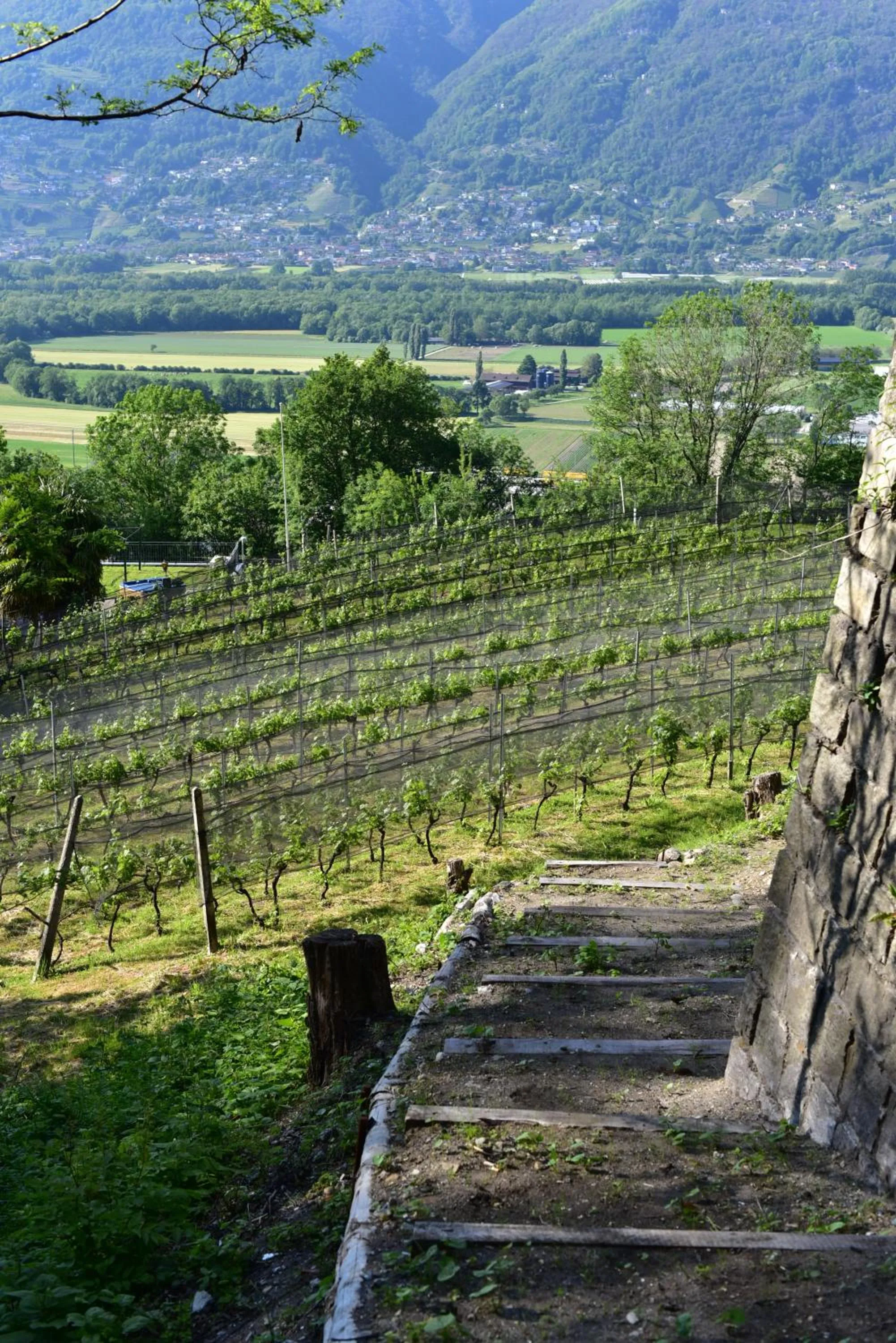 Natural landscape in Viva Bacco