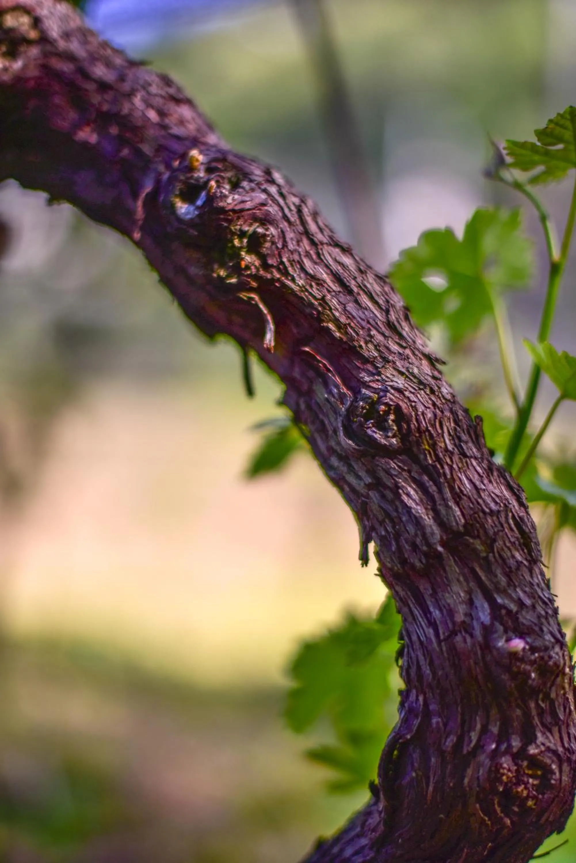 Natural landscape in Viva Bacco