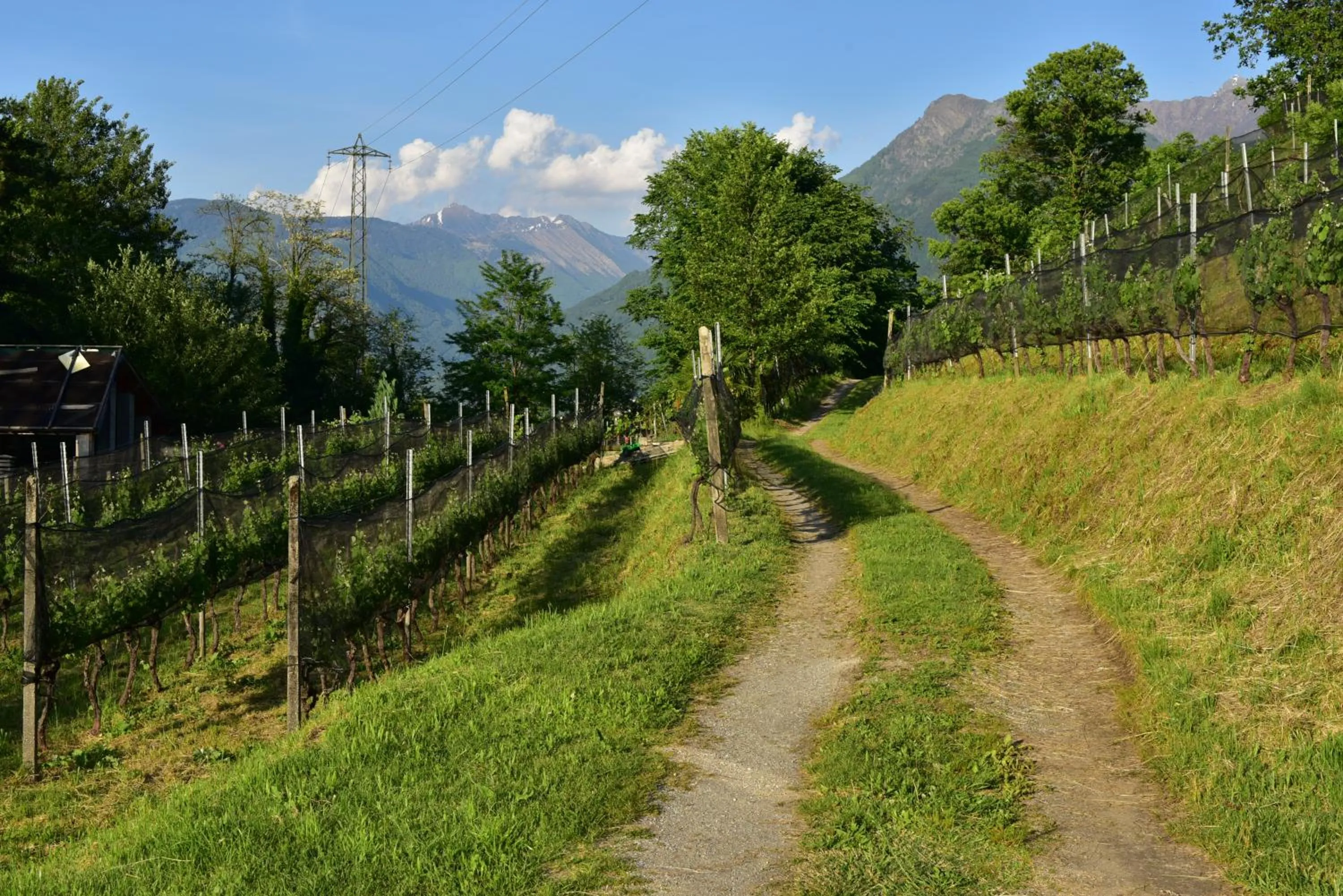 Natural landscape in Viva Bacco