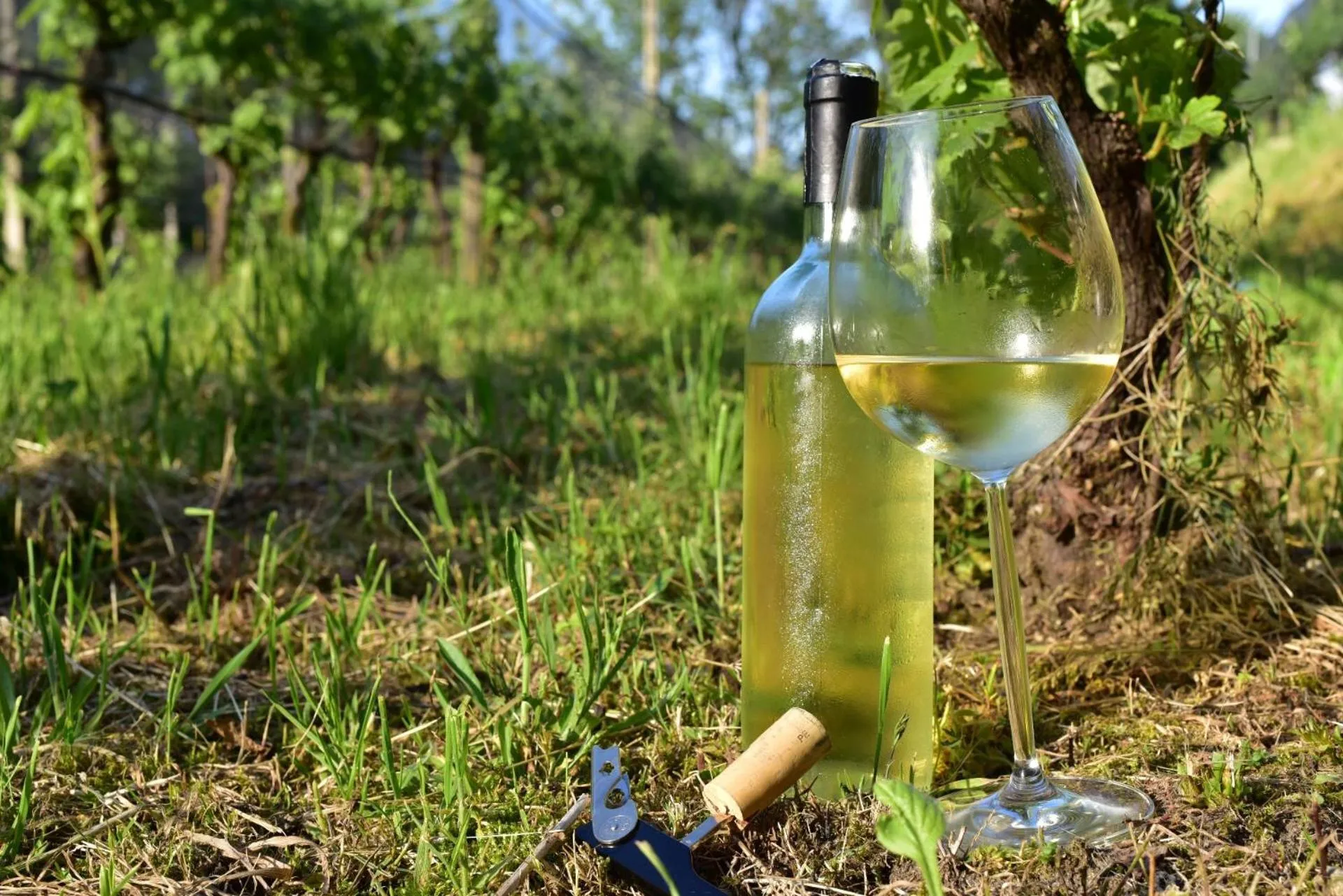 Drinks in Viva Bacco