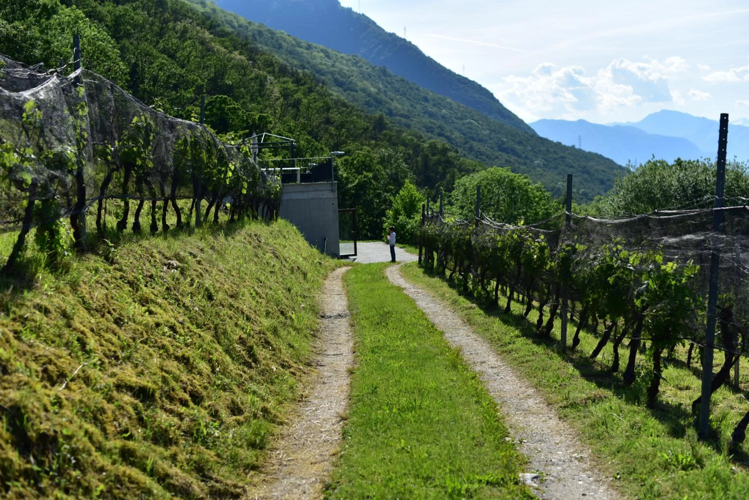 Natural landscape in Viva Bacco