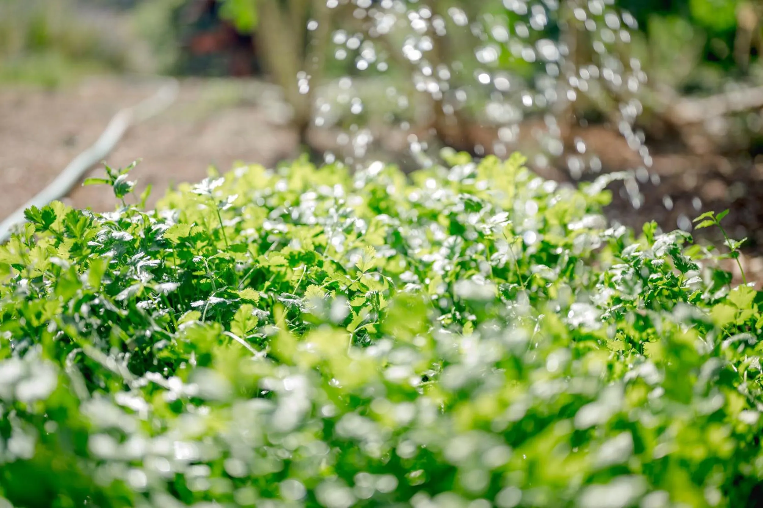 Monte Gois Country House e Spa