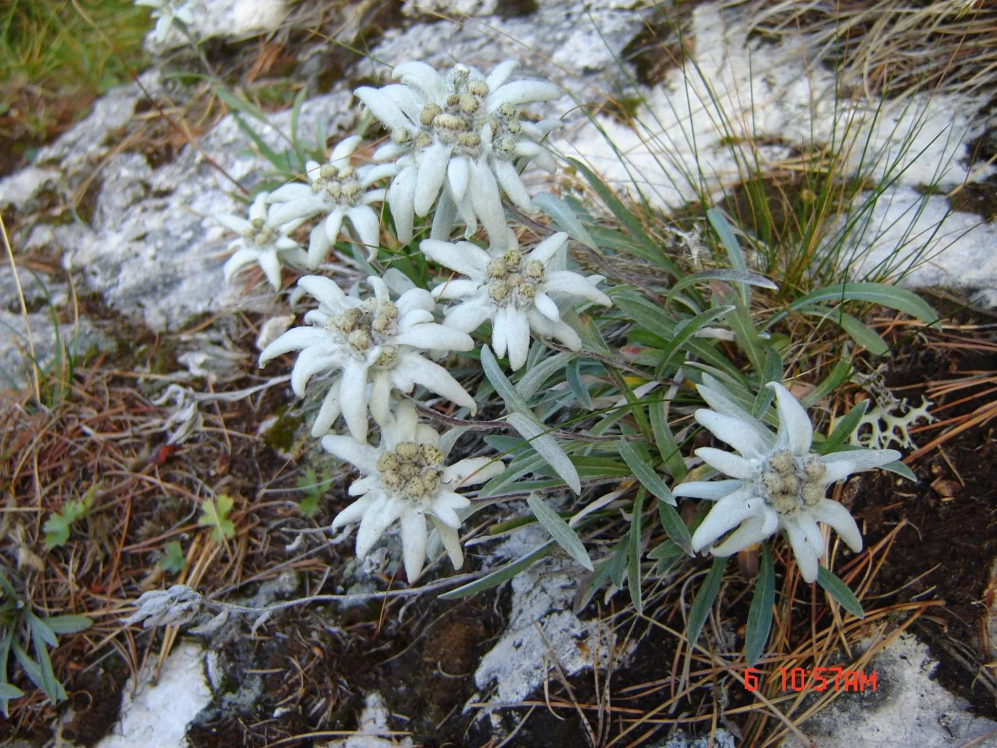Other in Hotel Stella Alpina