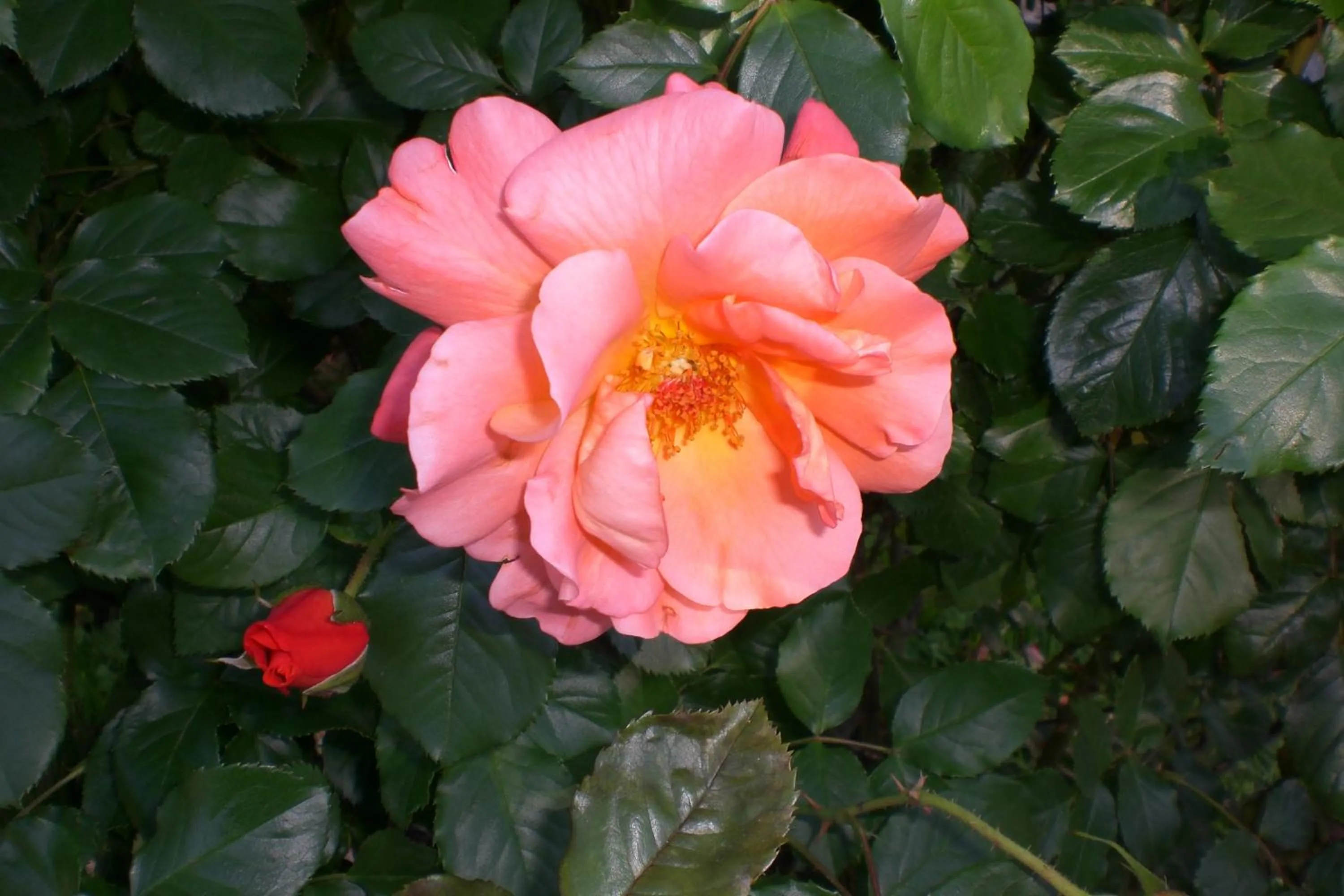 Spring in Hotel Villa Ines