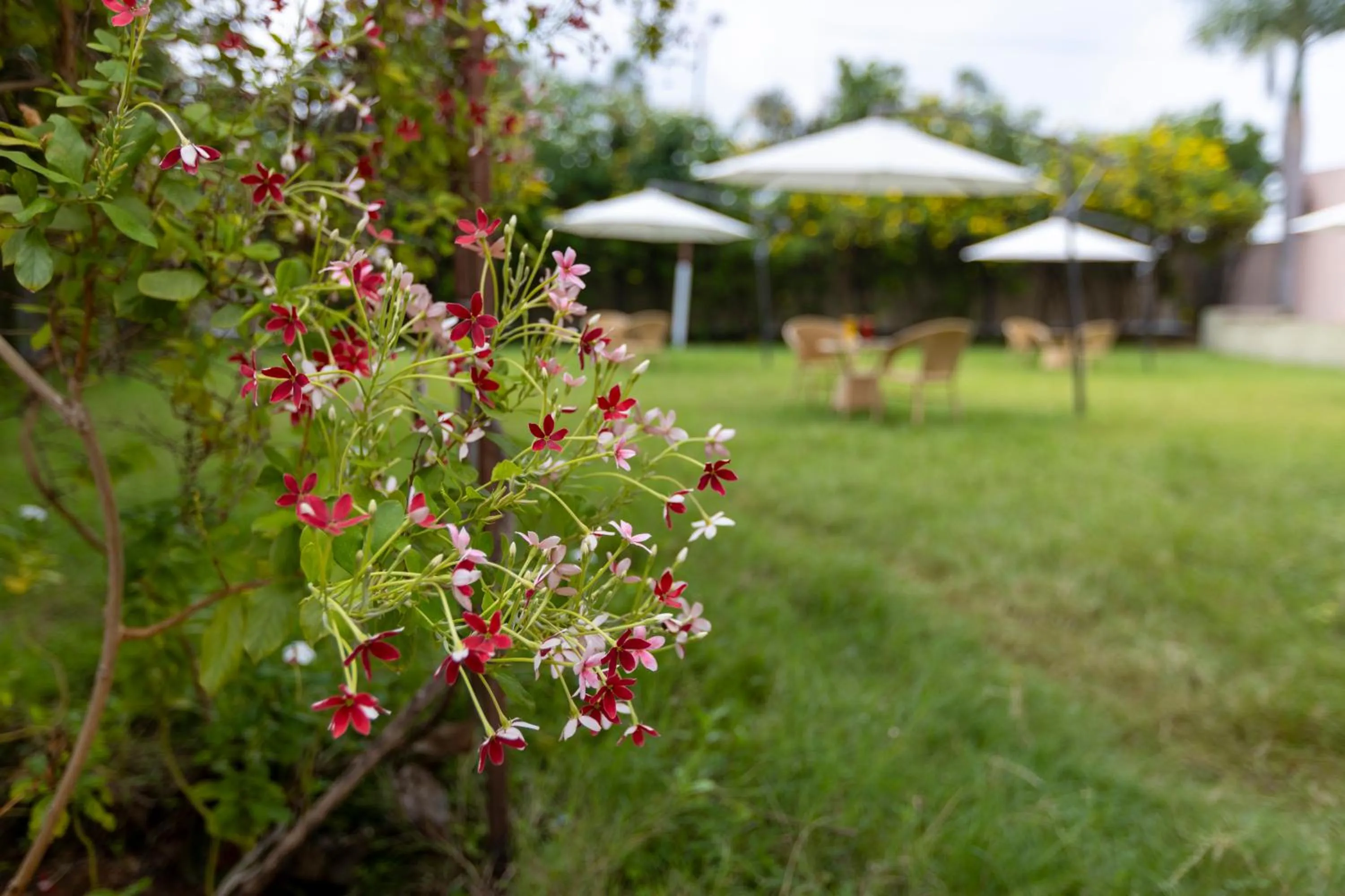 Garden in Athena Hotel