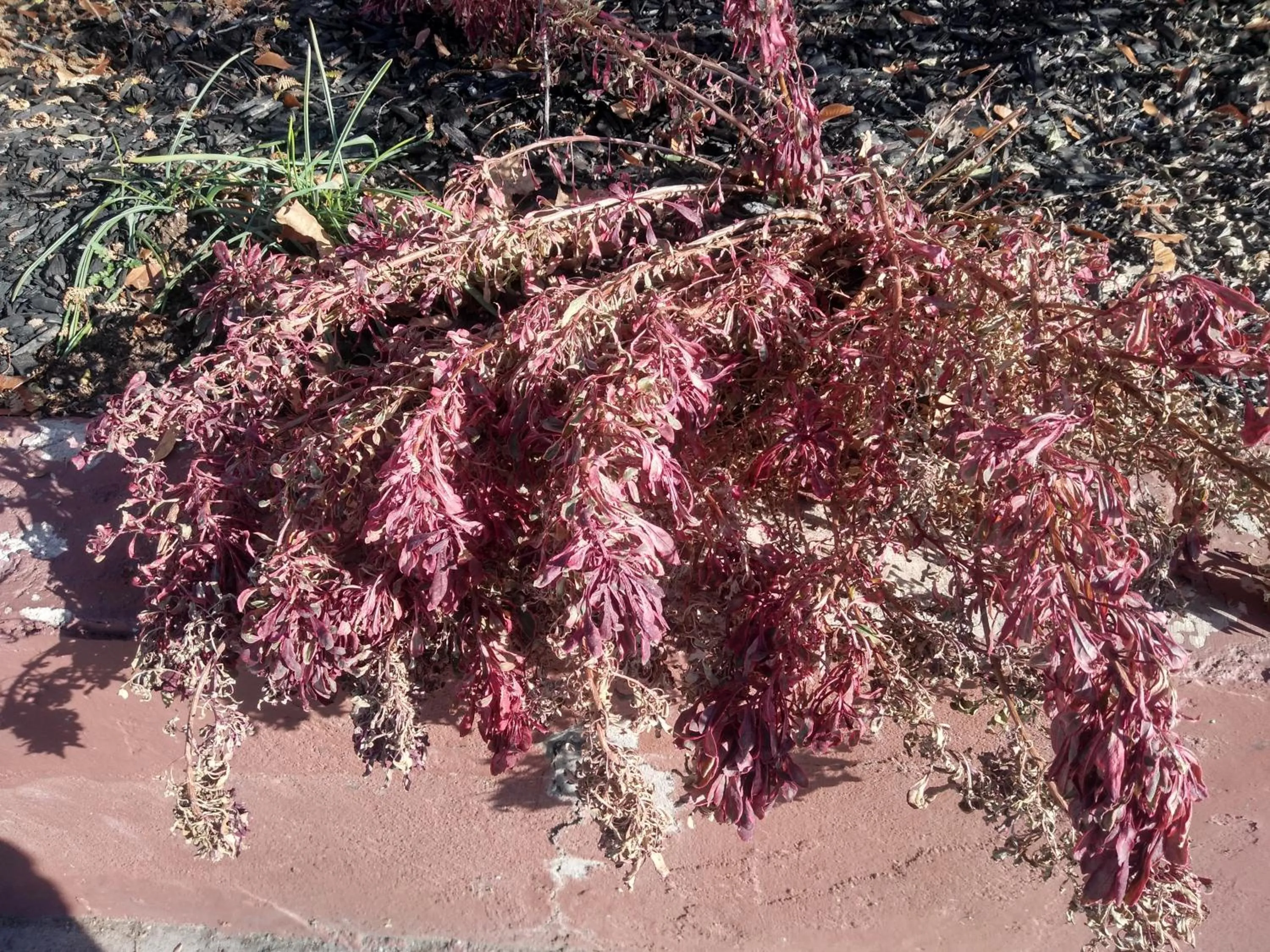 Garden in The Charin Inn