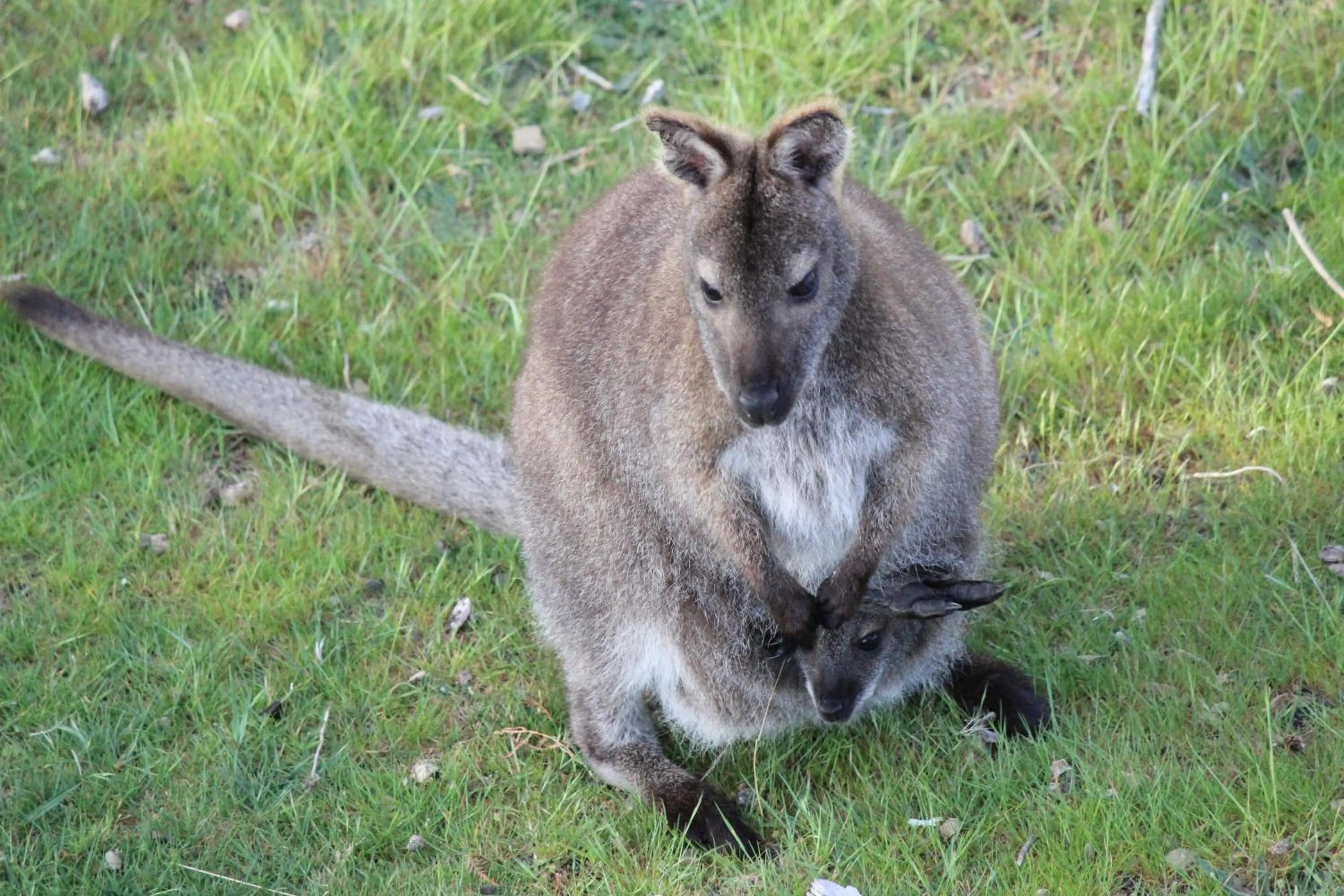 Animals in Storm Bay B&B