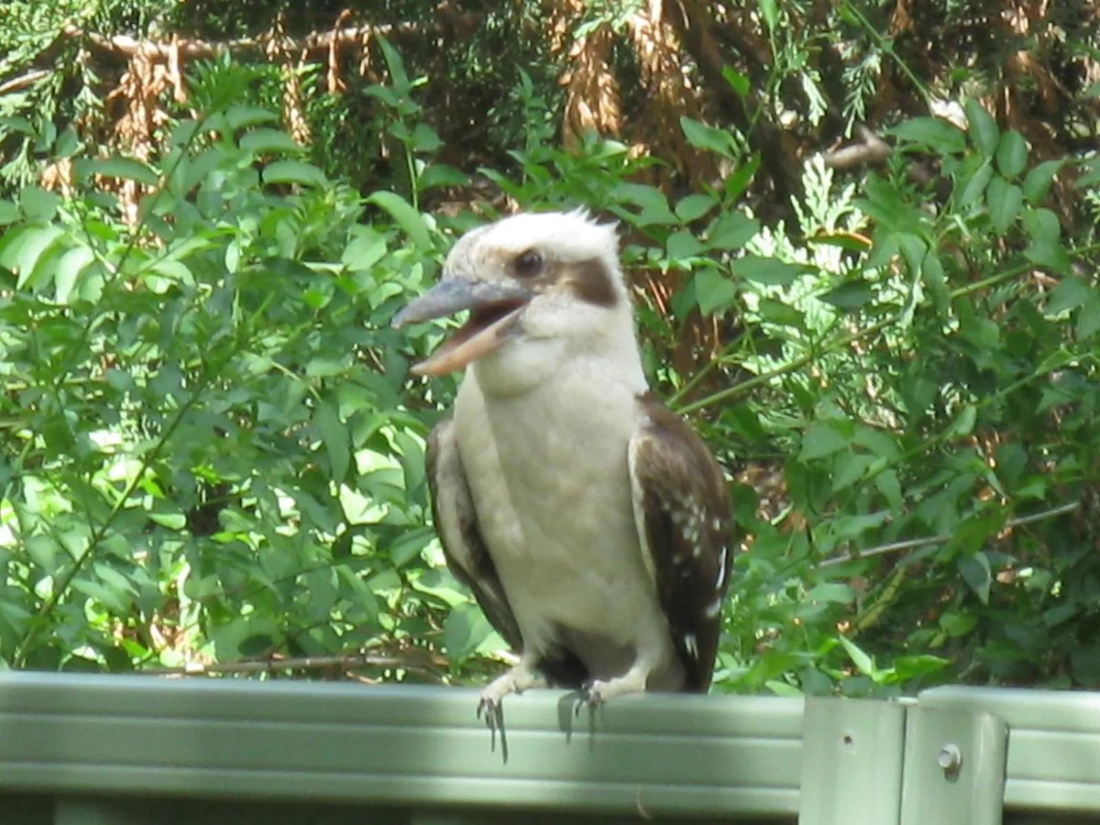 Animals in Edgewater Holiday Park