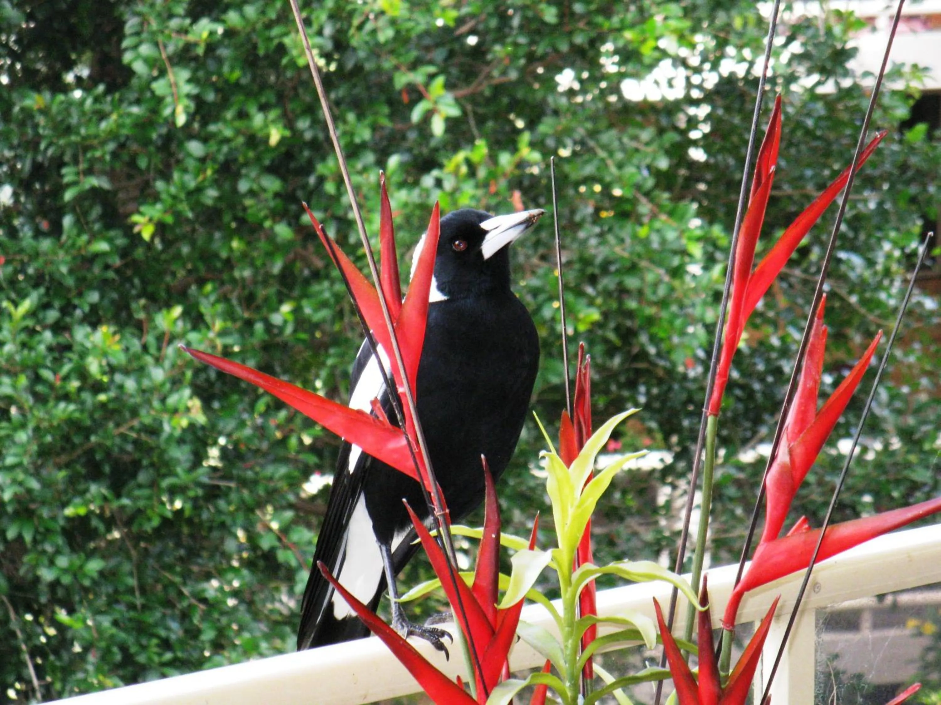 Animals in Edgewater Holiday Park