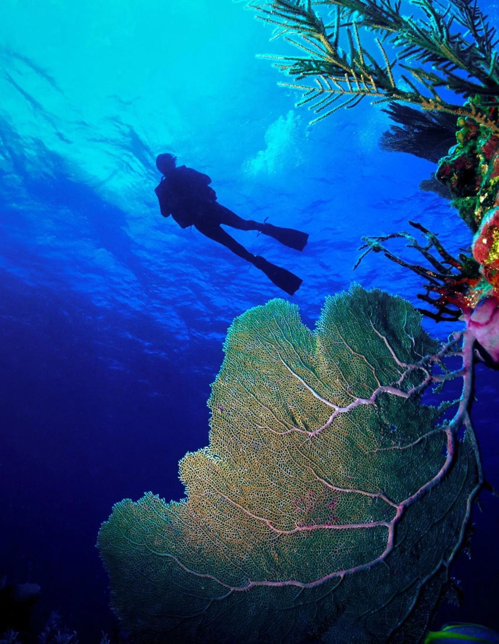 Diving in Sairee Sairee Guesthouse