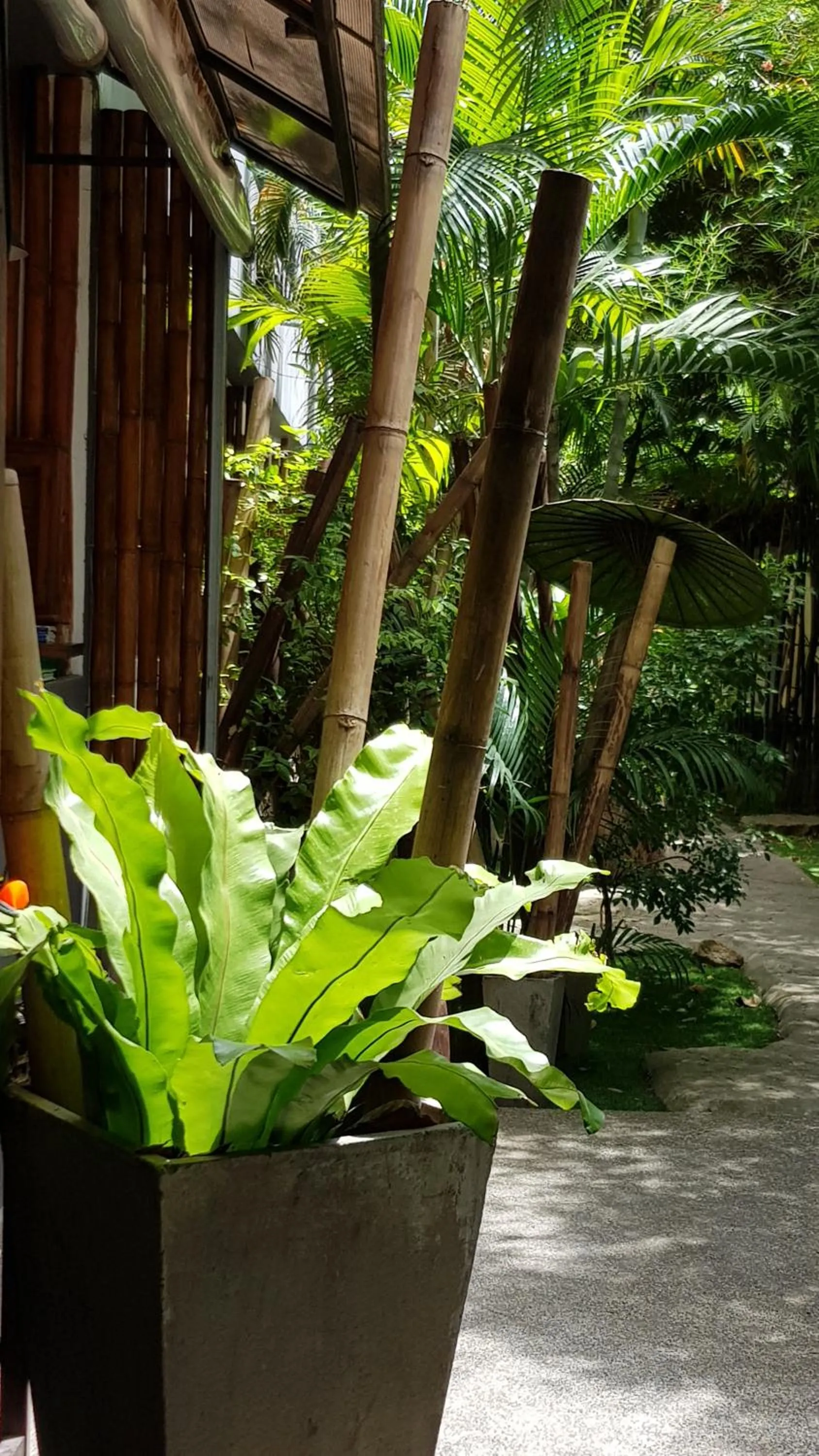 Garden in Sairee Sairee Guesthouse