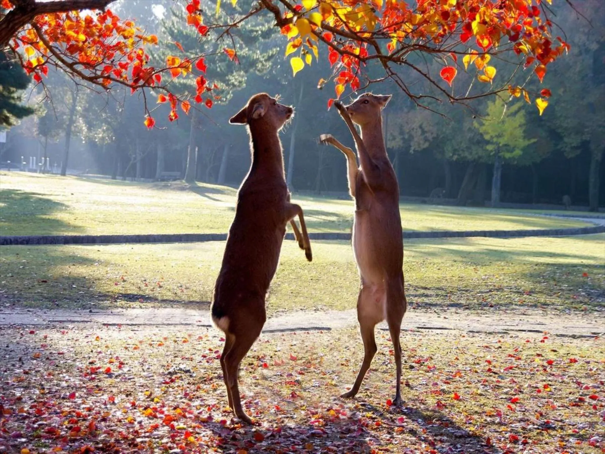 Natural landscape in Hotel New Wakasa