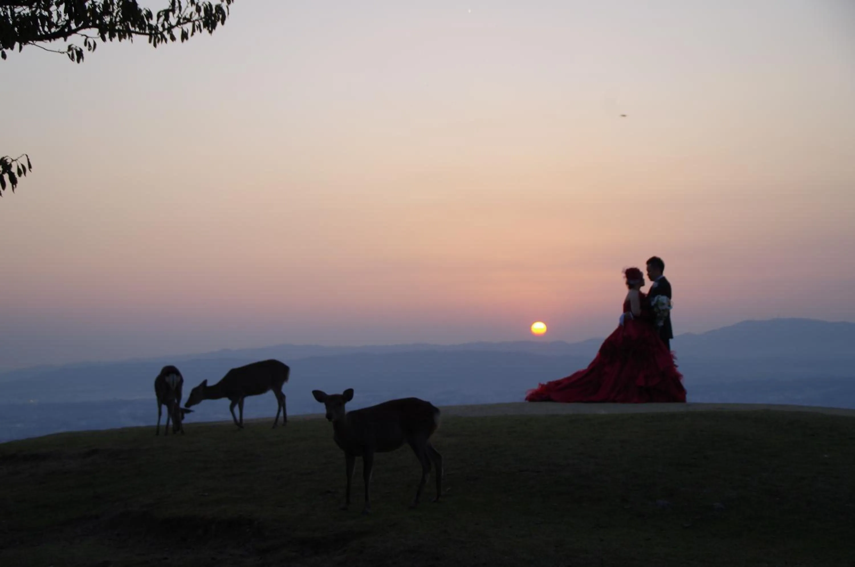 Animals in Hotel New Wakasa