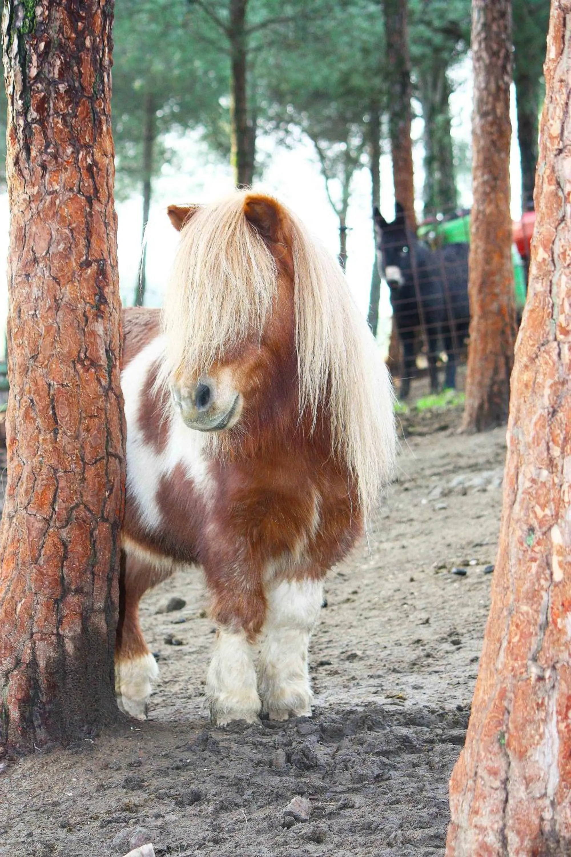 Area and facilities in Apartamentos Paraje San Gines