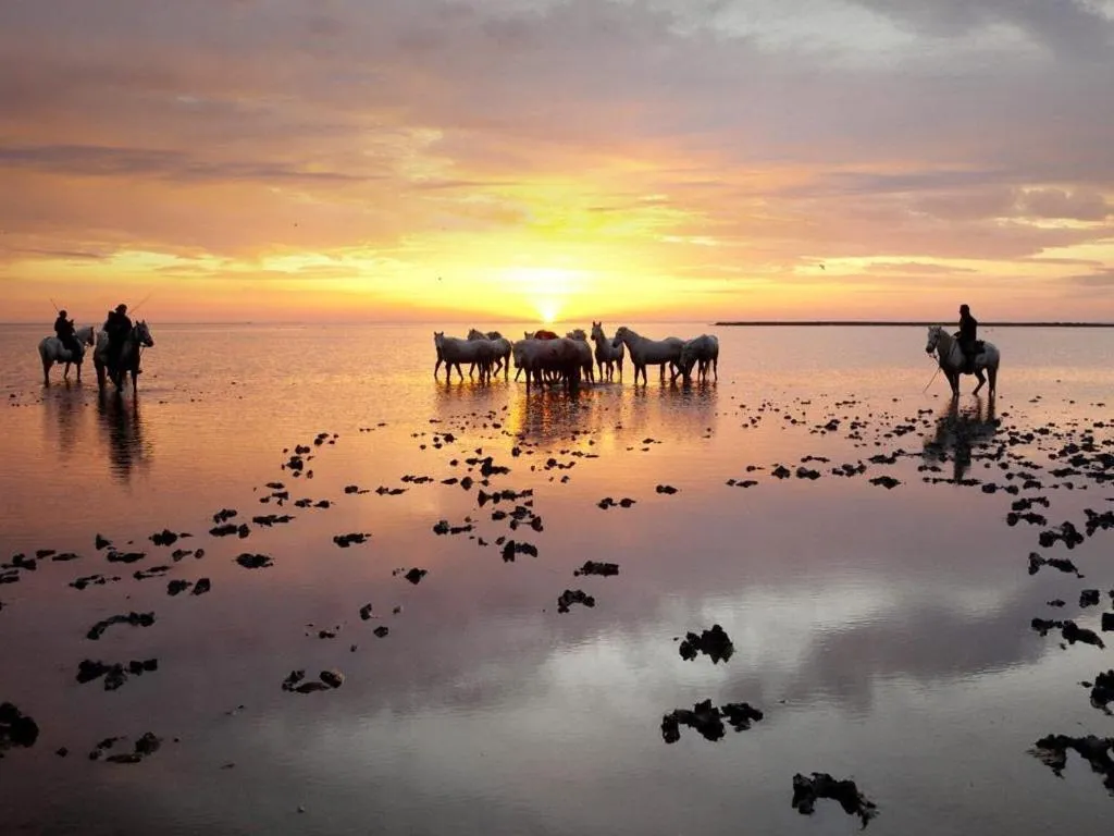 Other in Le Dauphin Bleu