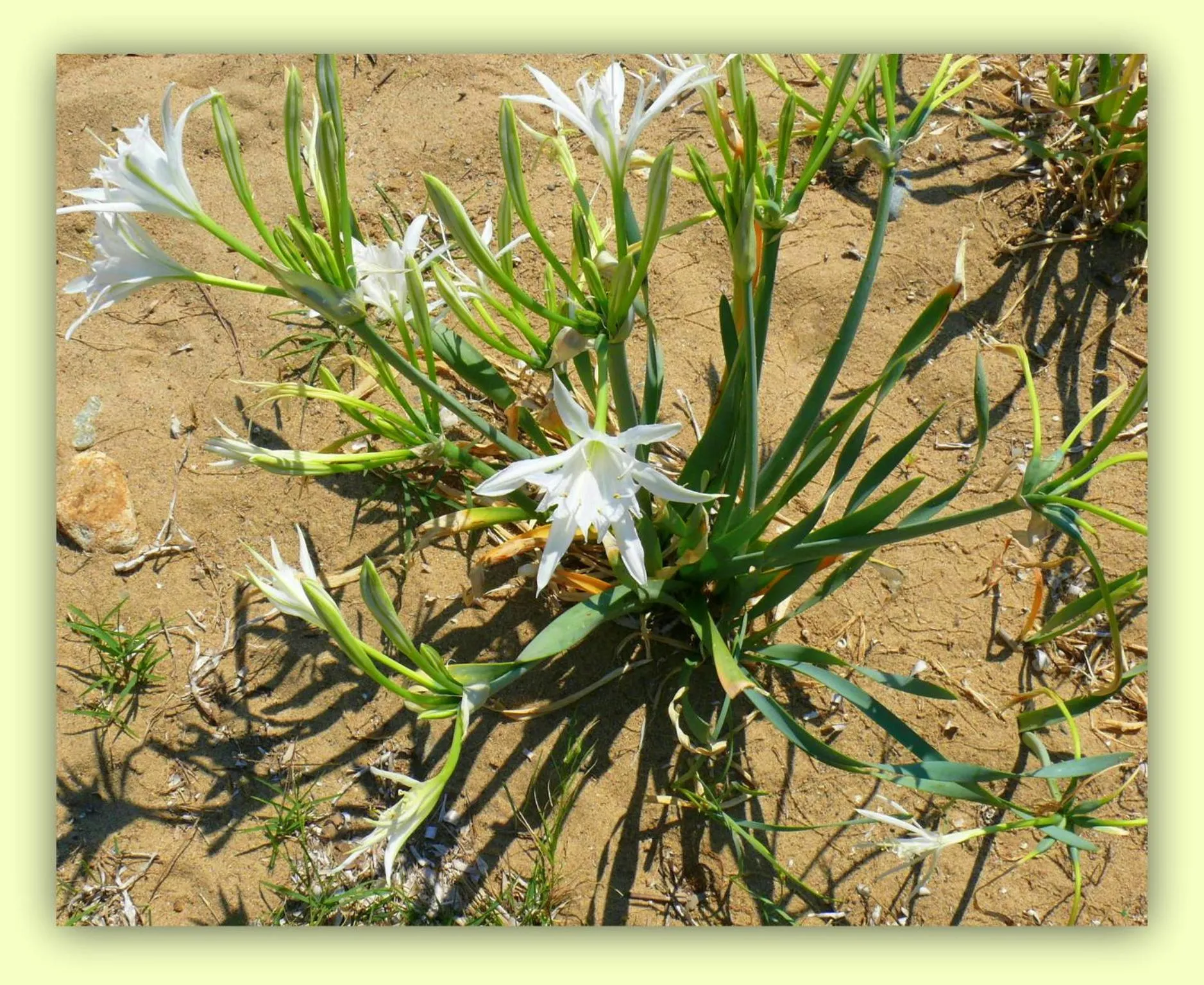 Beach in Frank's Hotel