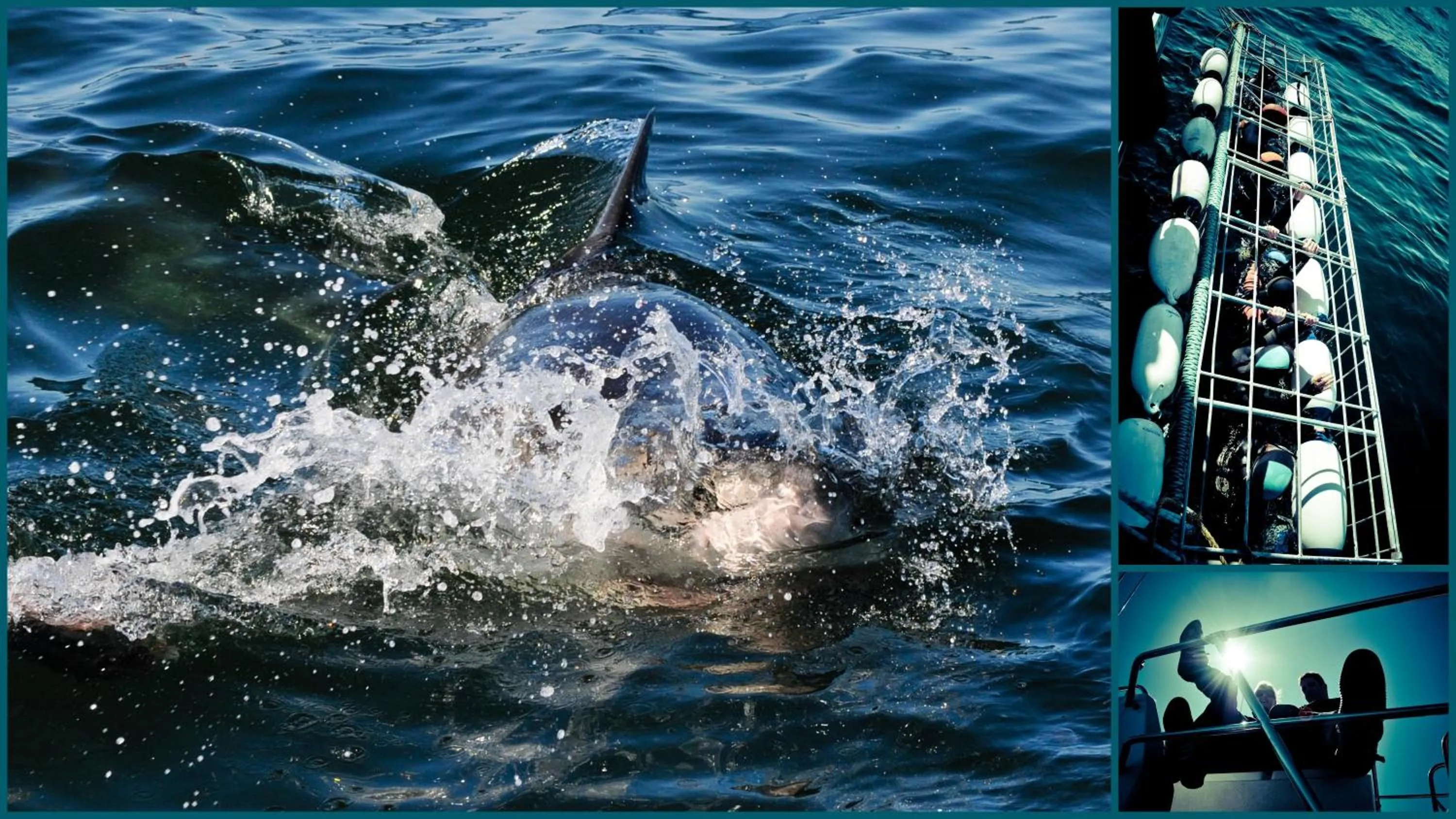 Animals in The Bay Lodge