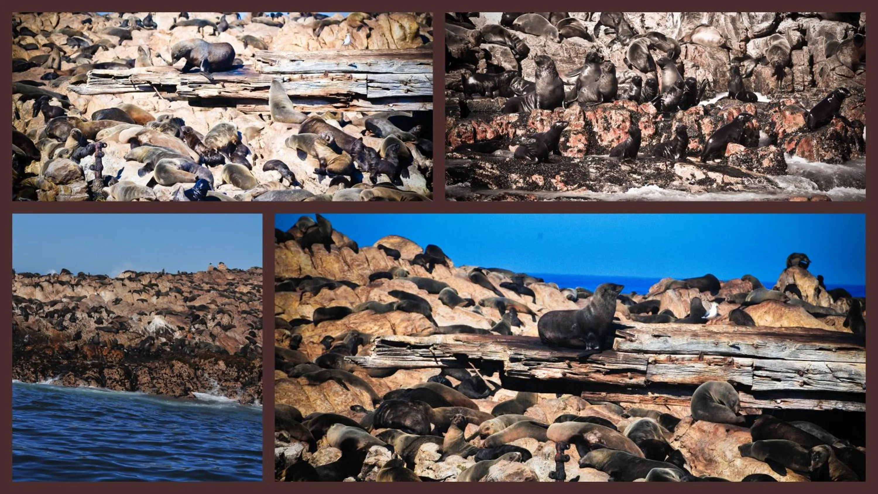 Animals in The Bay Lodge