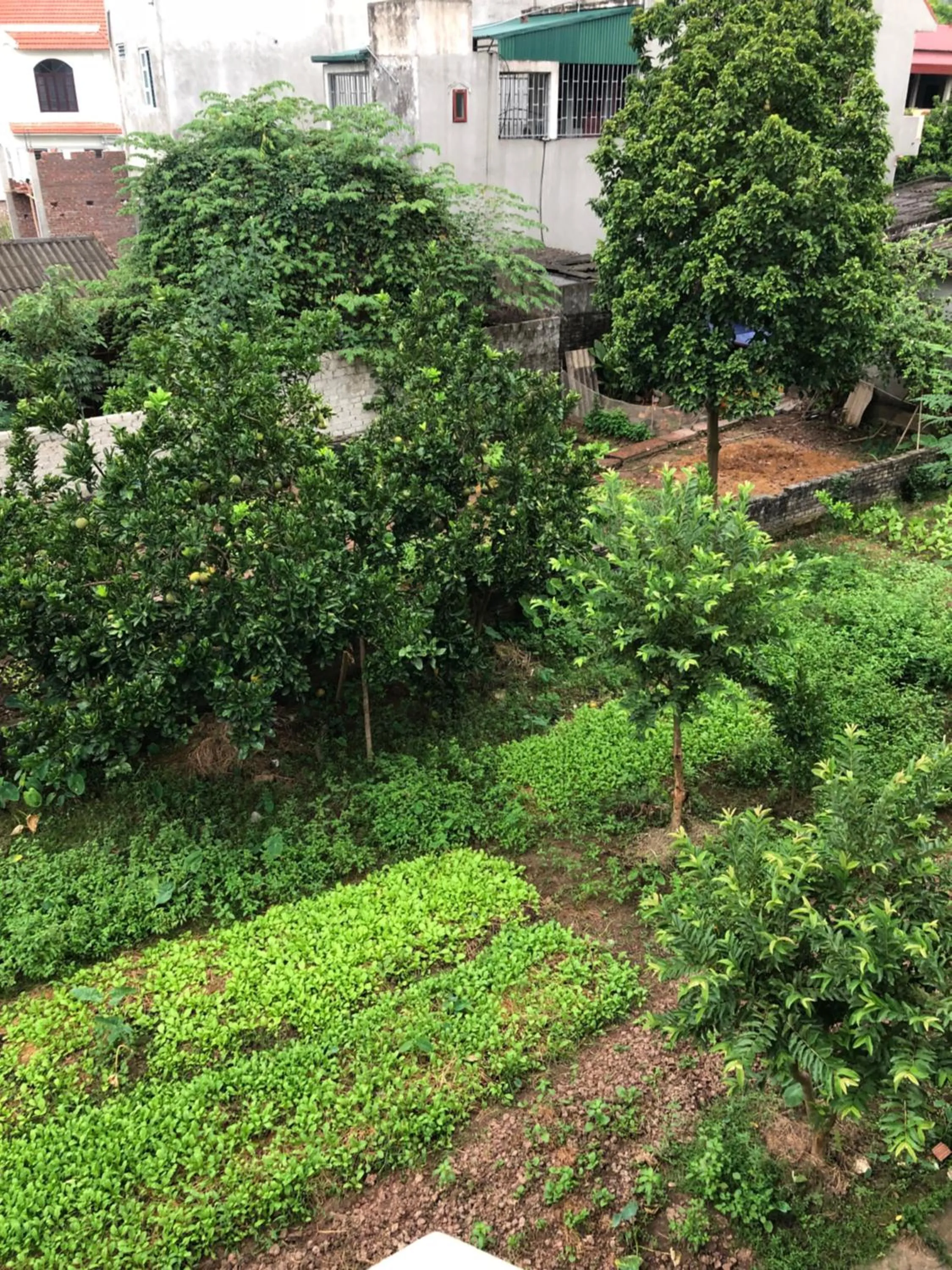 Garden view in Tam Coc - Thành Homestay