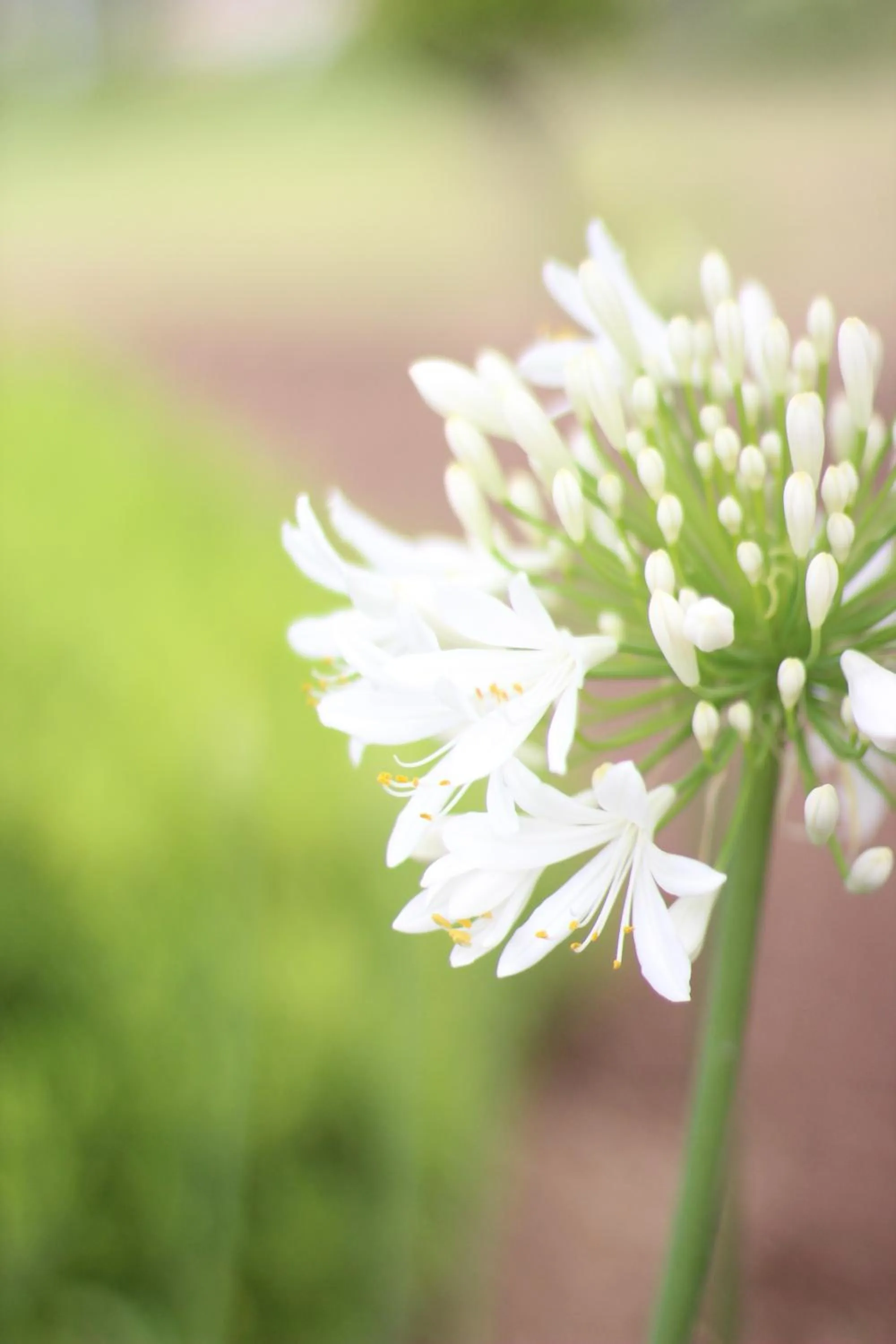 Garden in Il Borghetto Resort & Spa