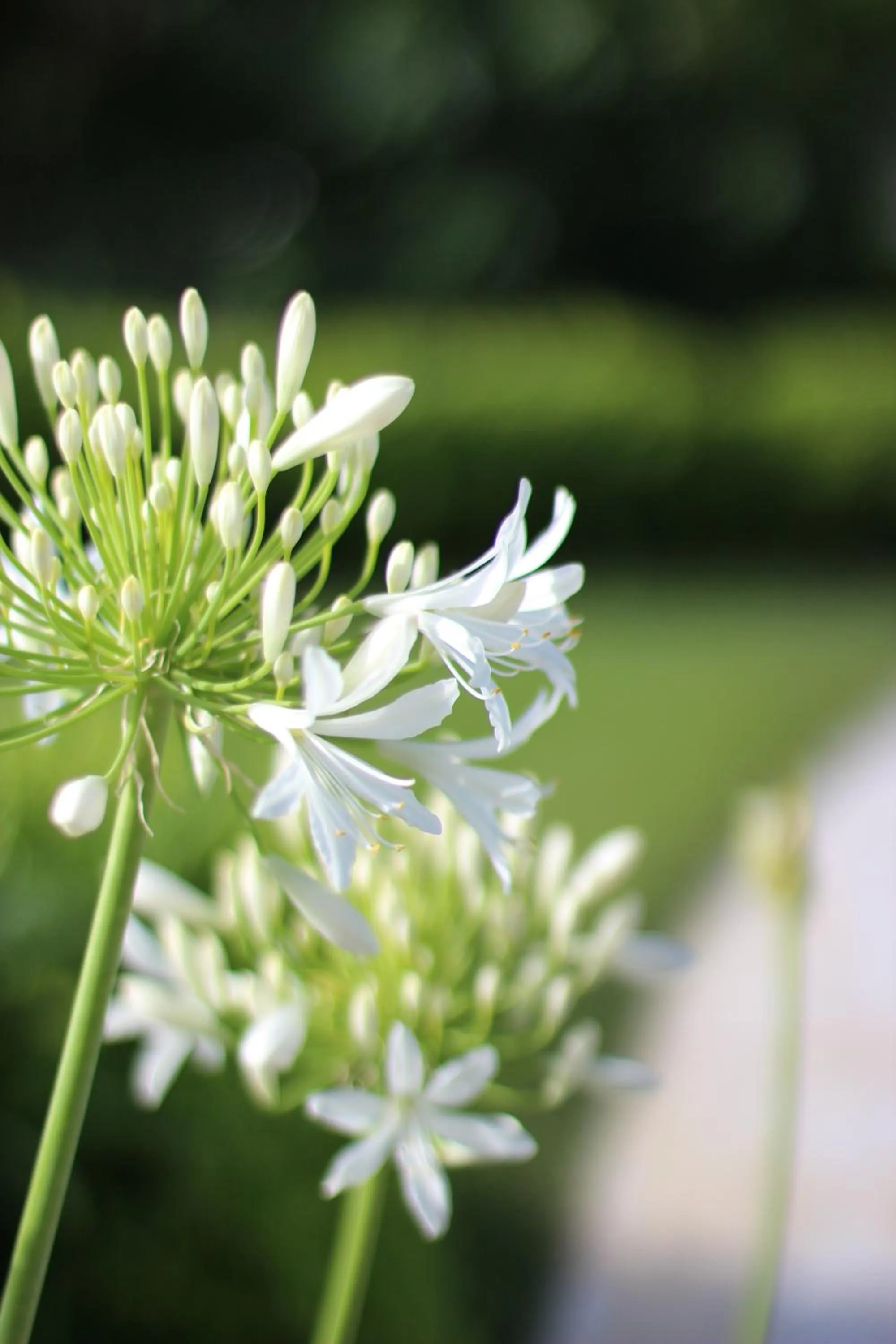 Garden in Il Borghetto Resort & Spa