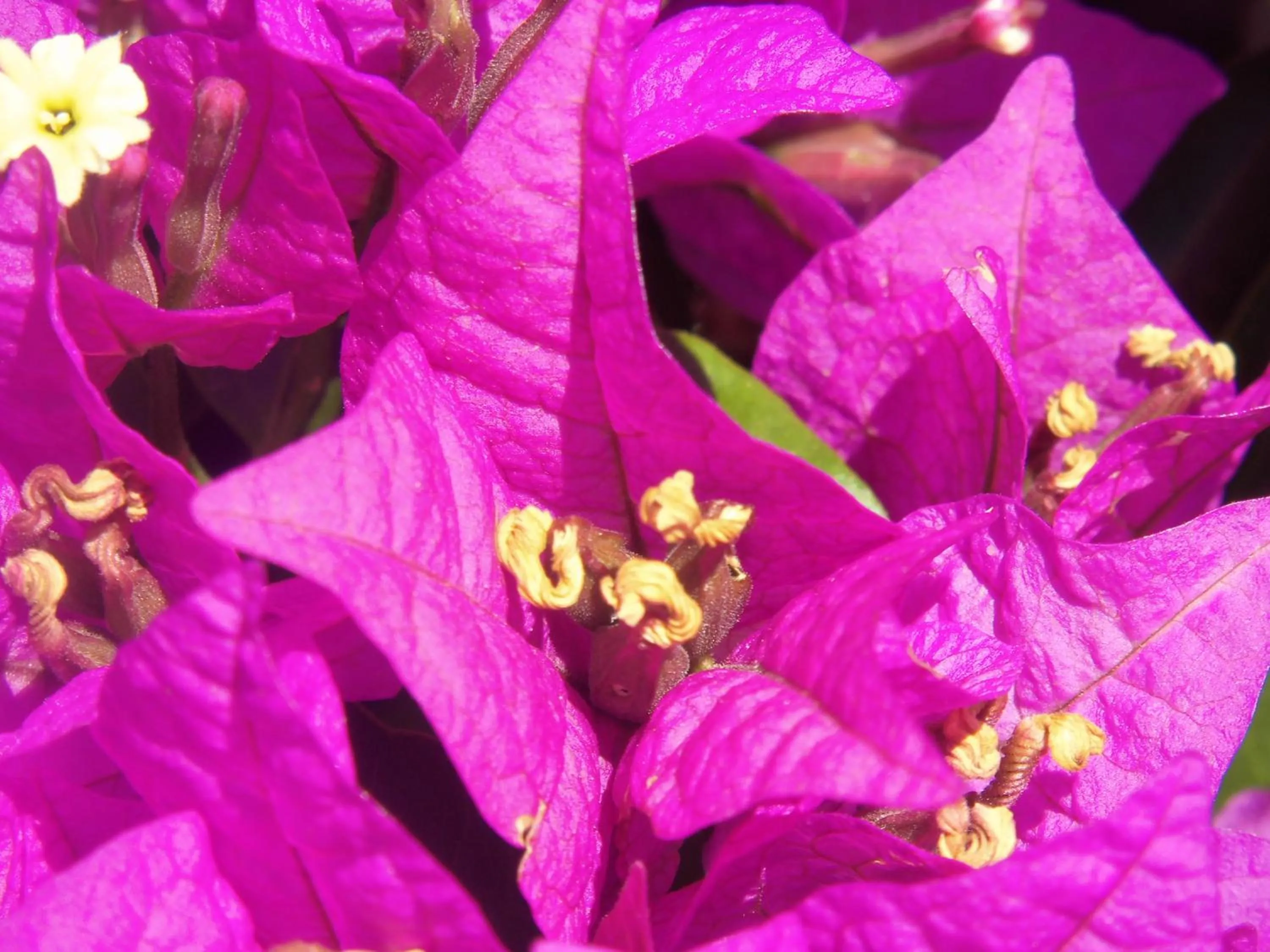 Garden in Poggio Aragosta Hotel & Spa