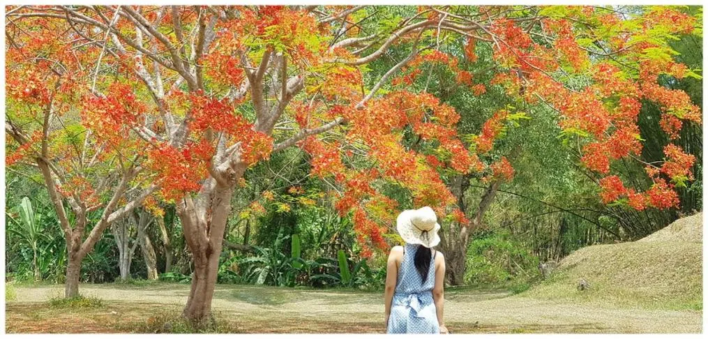 Garden in Baan Sakuna Hotel