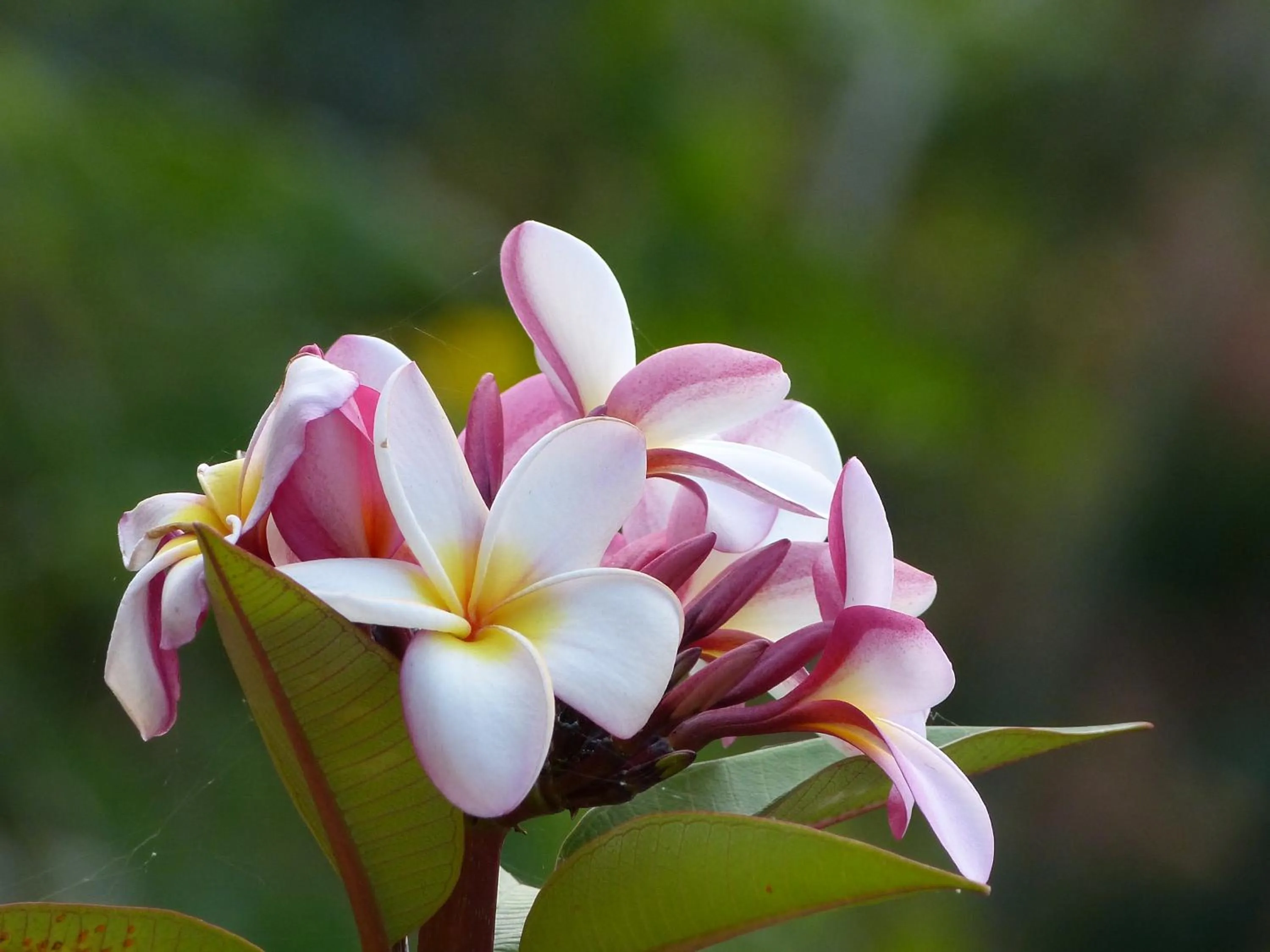 Natural landscape in Haus Kopatsch