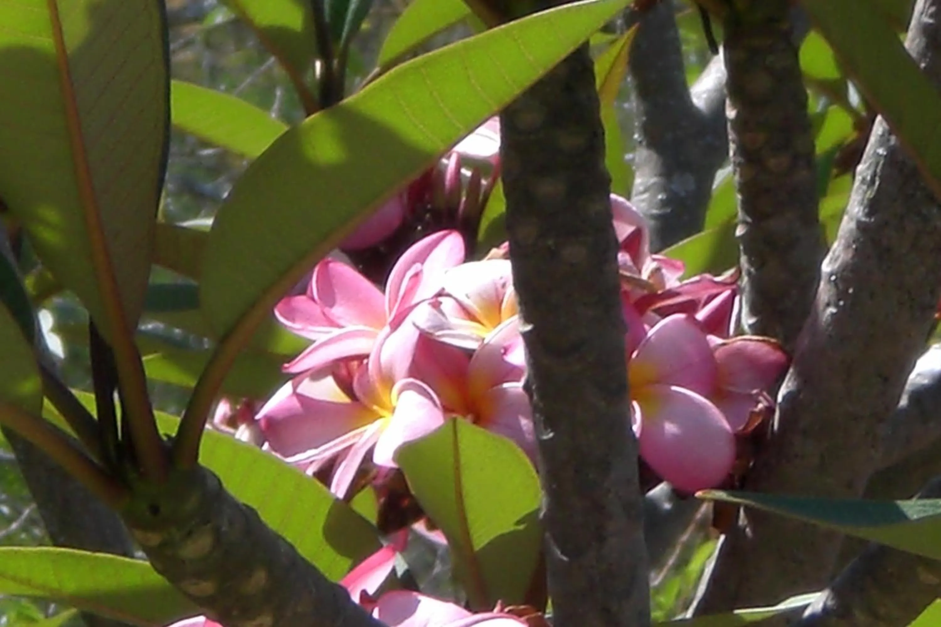 Day in Haus Kopatsch