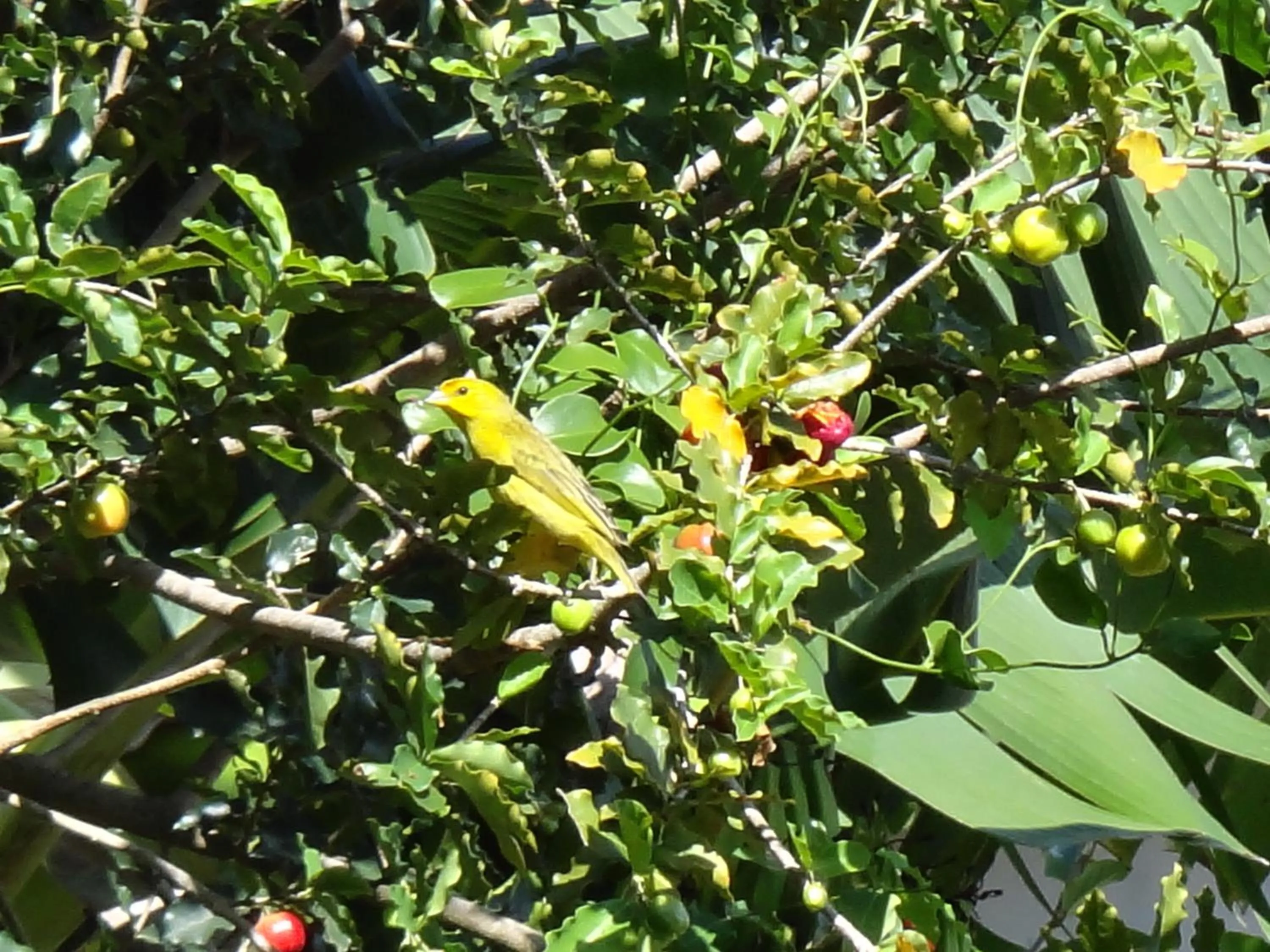 Animals in Pousada Bucaneiros