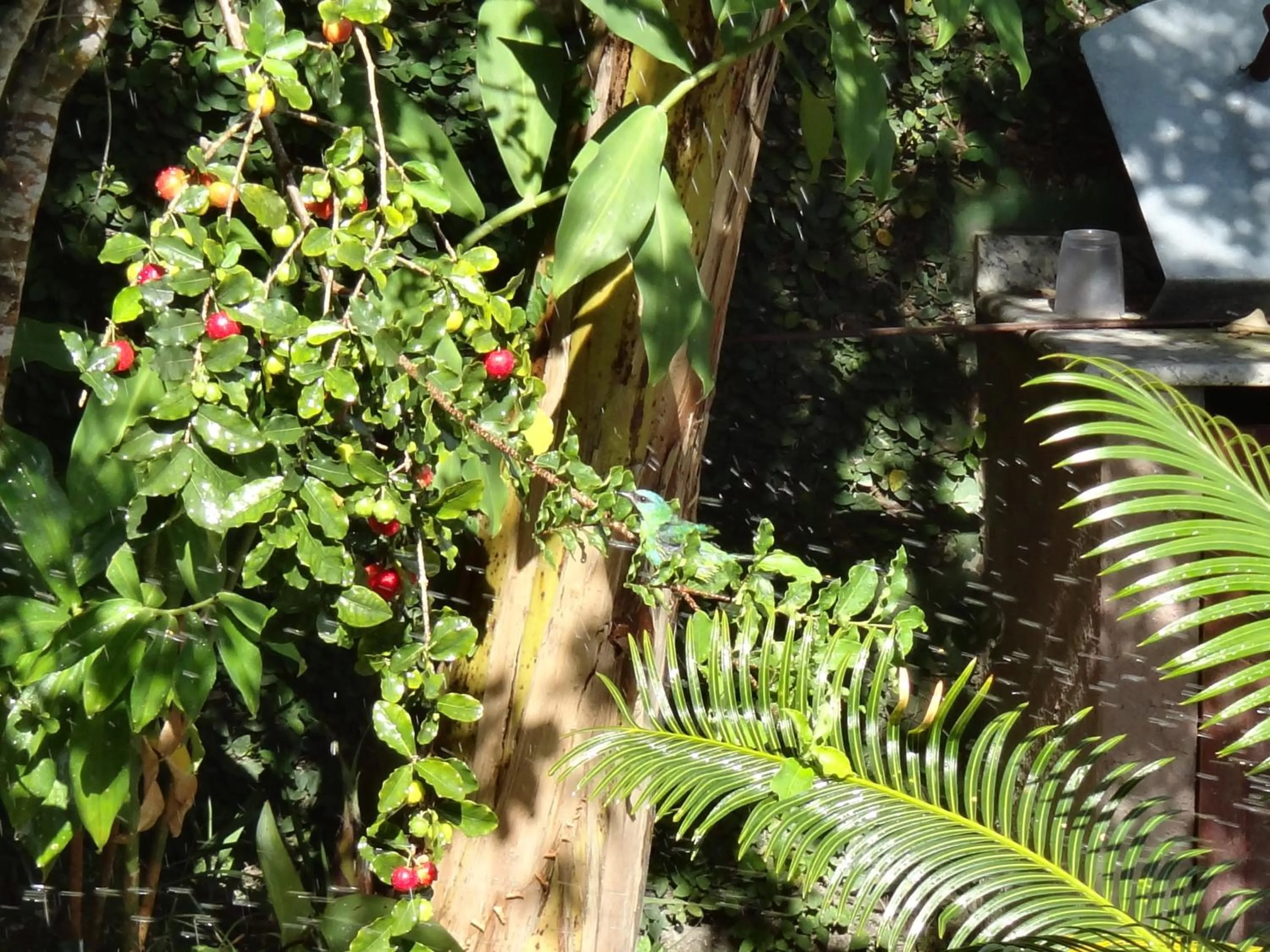 Animals in Pousada Bucaneiros