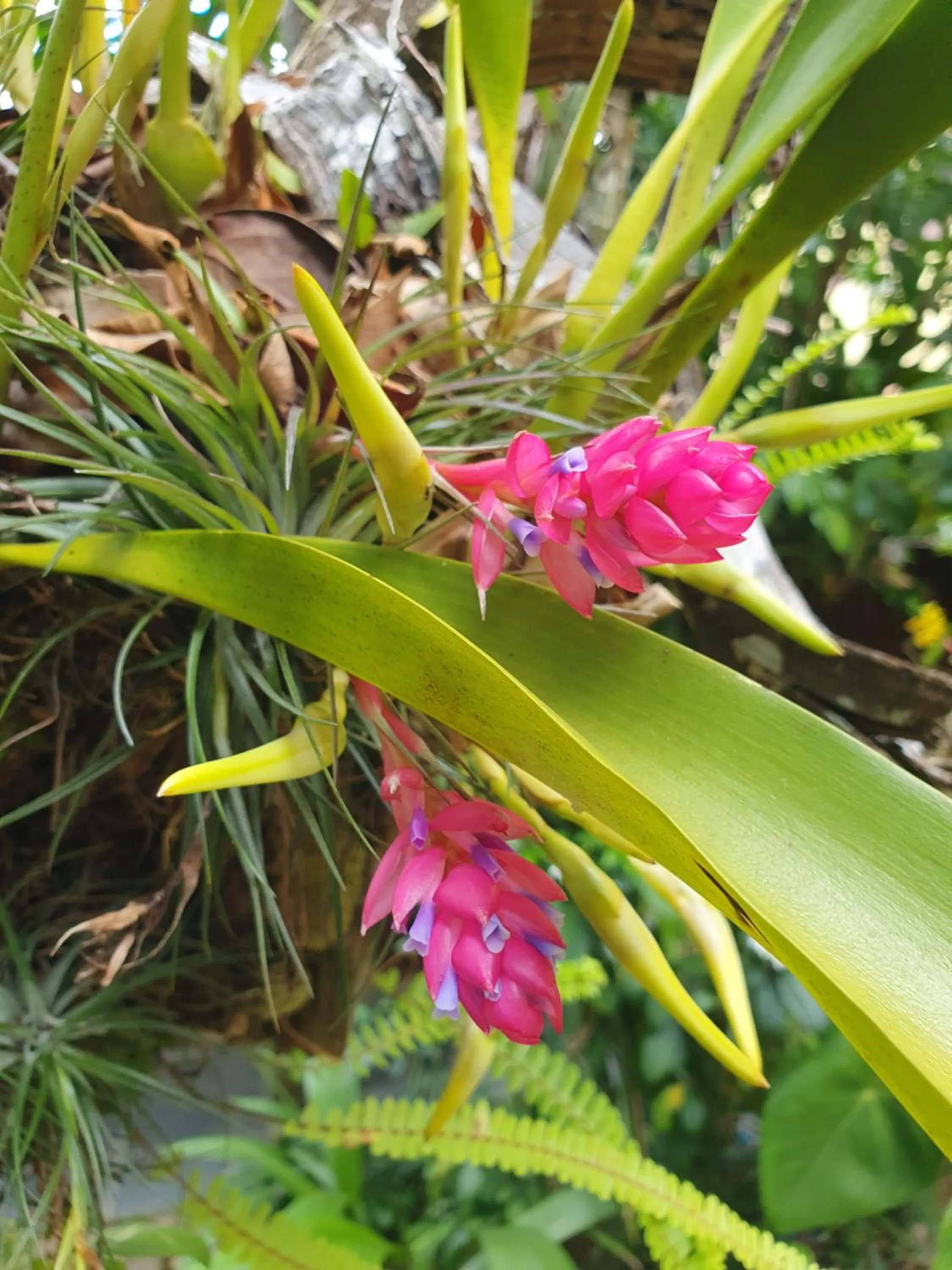 Spring in Pousada Bucaneiros