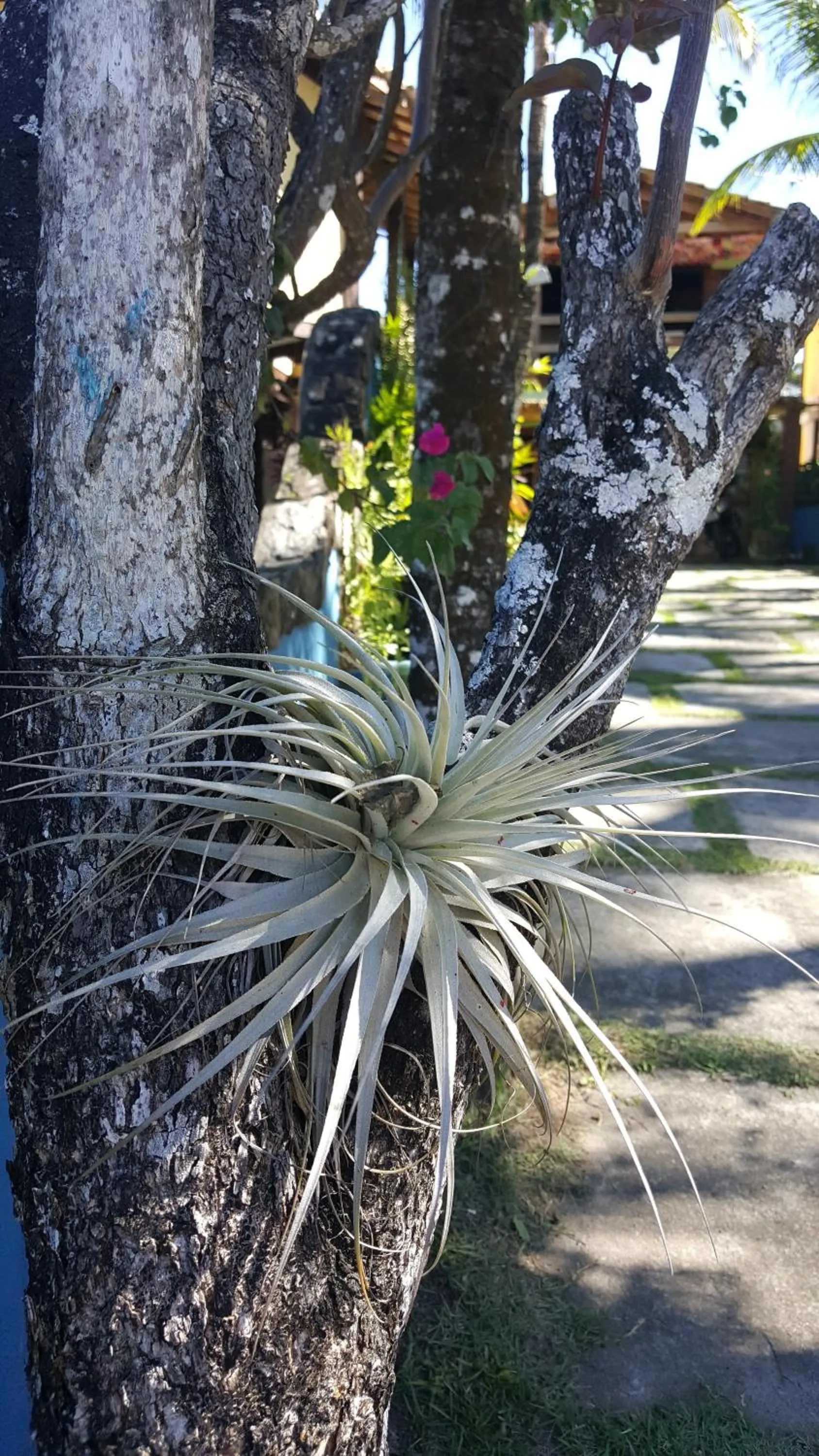 Garden in Pousada Bucaneiros