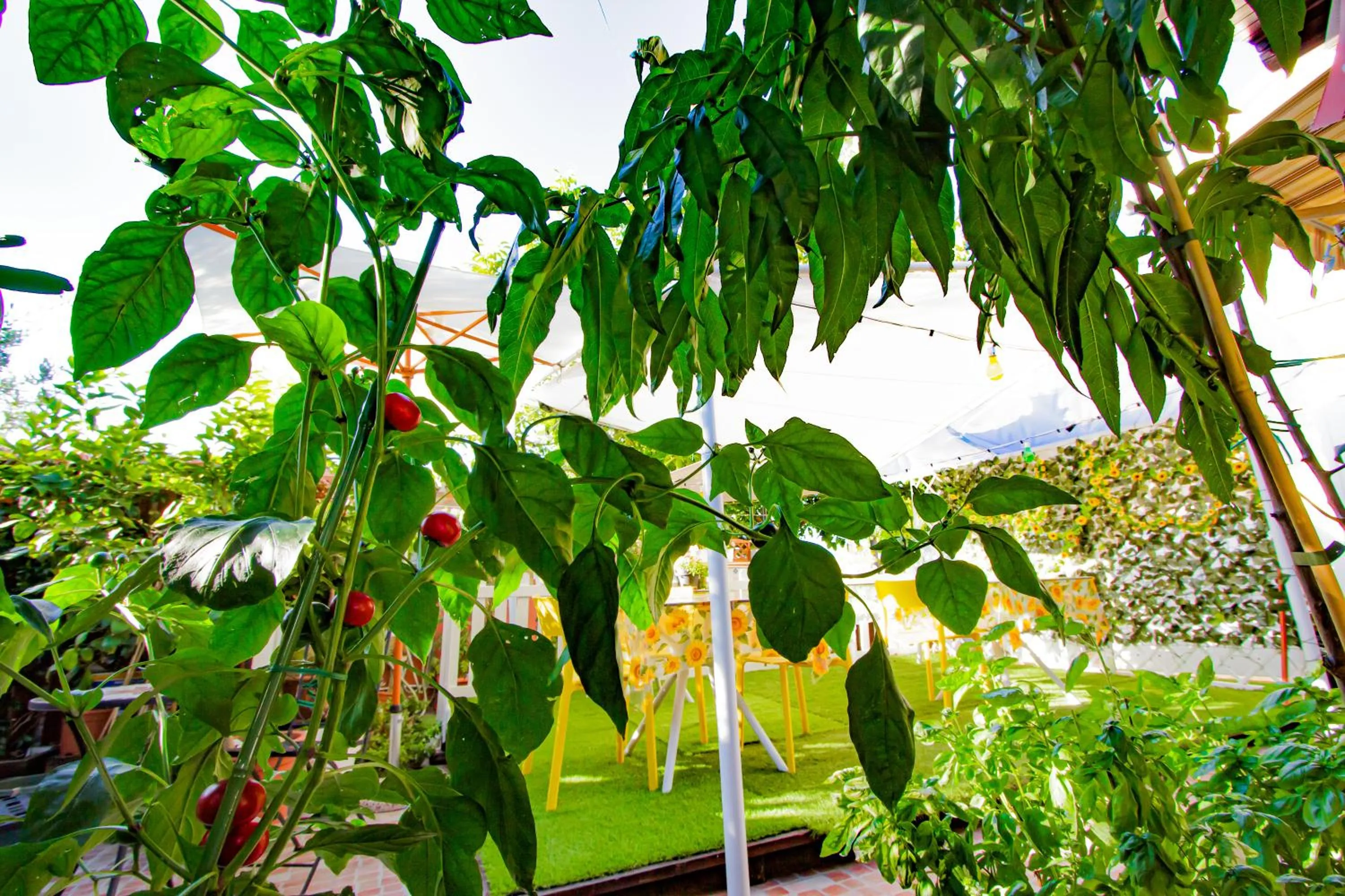 Spring in Eden Lilli B&B