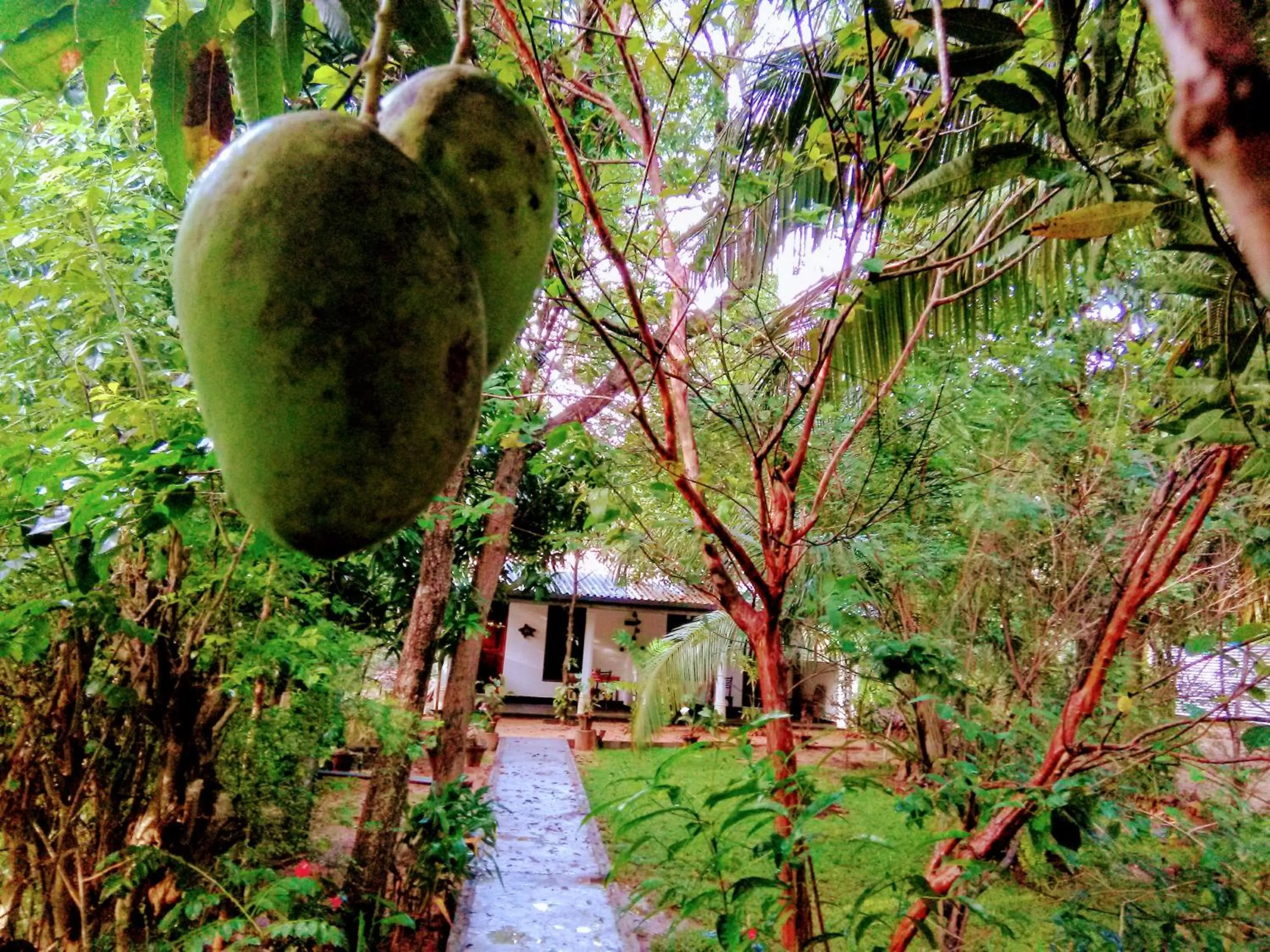Garden in Sigiri Mango Garden Eco Resort