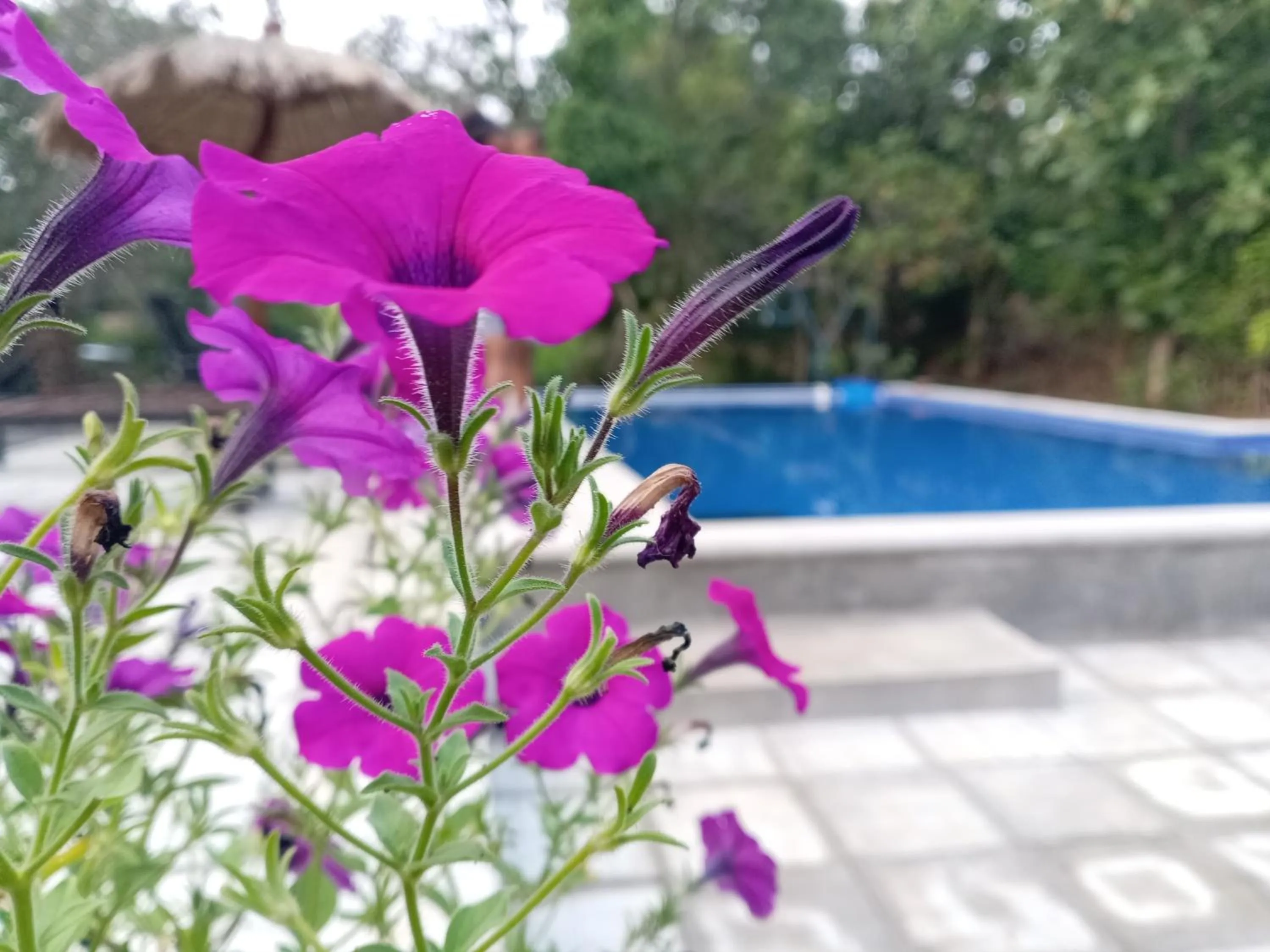 Sigiri Mango Garden Eco Resort