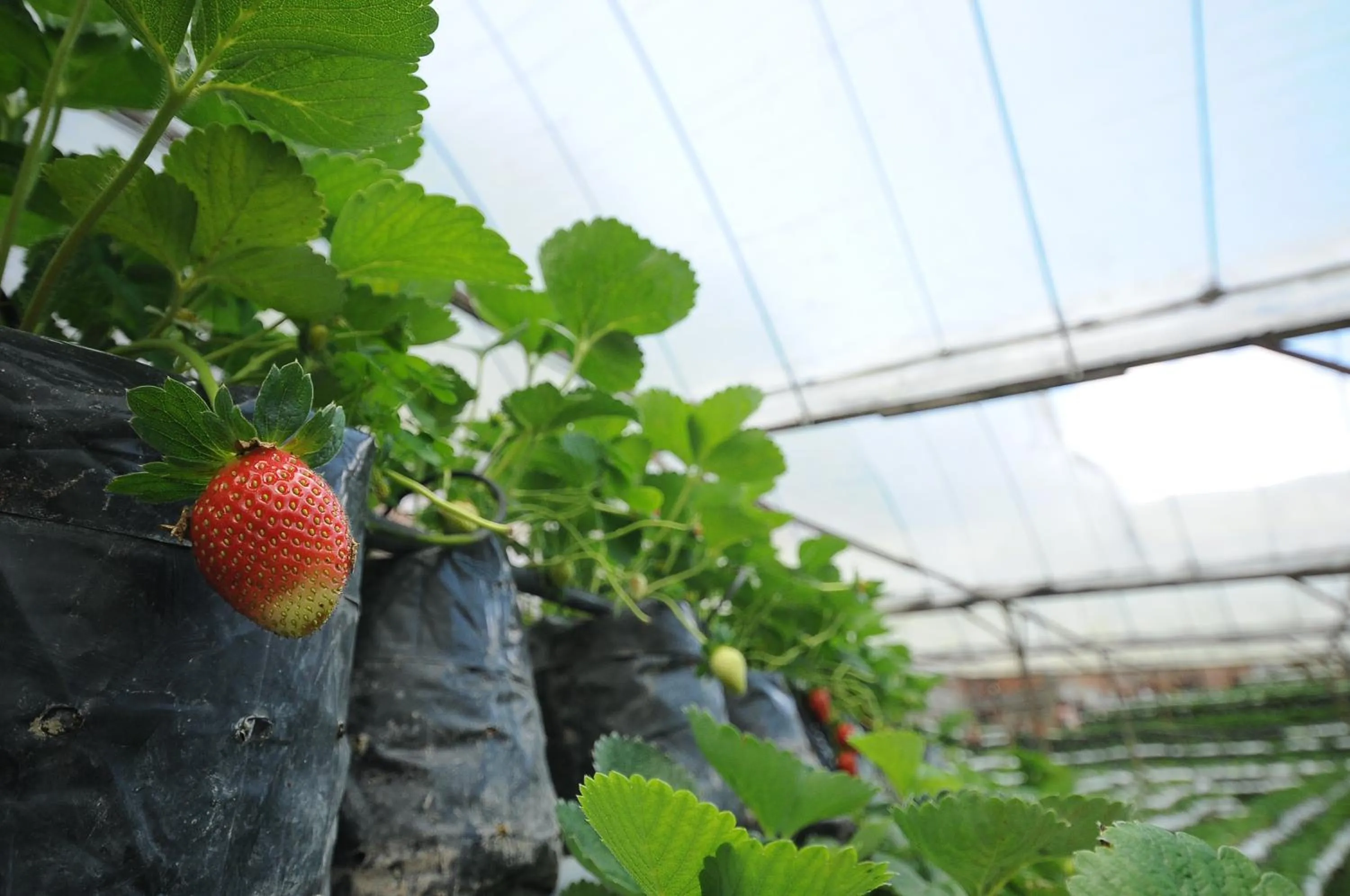 Nearby landmark in Zarania Hillhomes Cameron Highlands