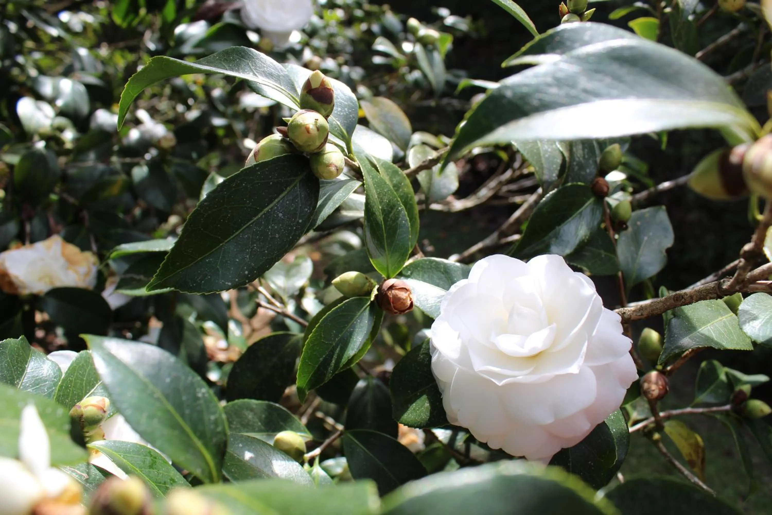 Casa Aconchegante no Capivari