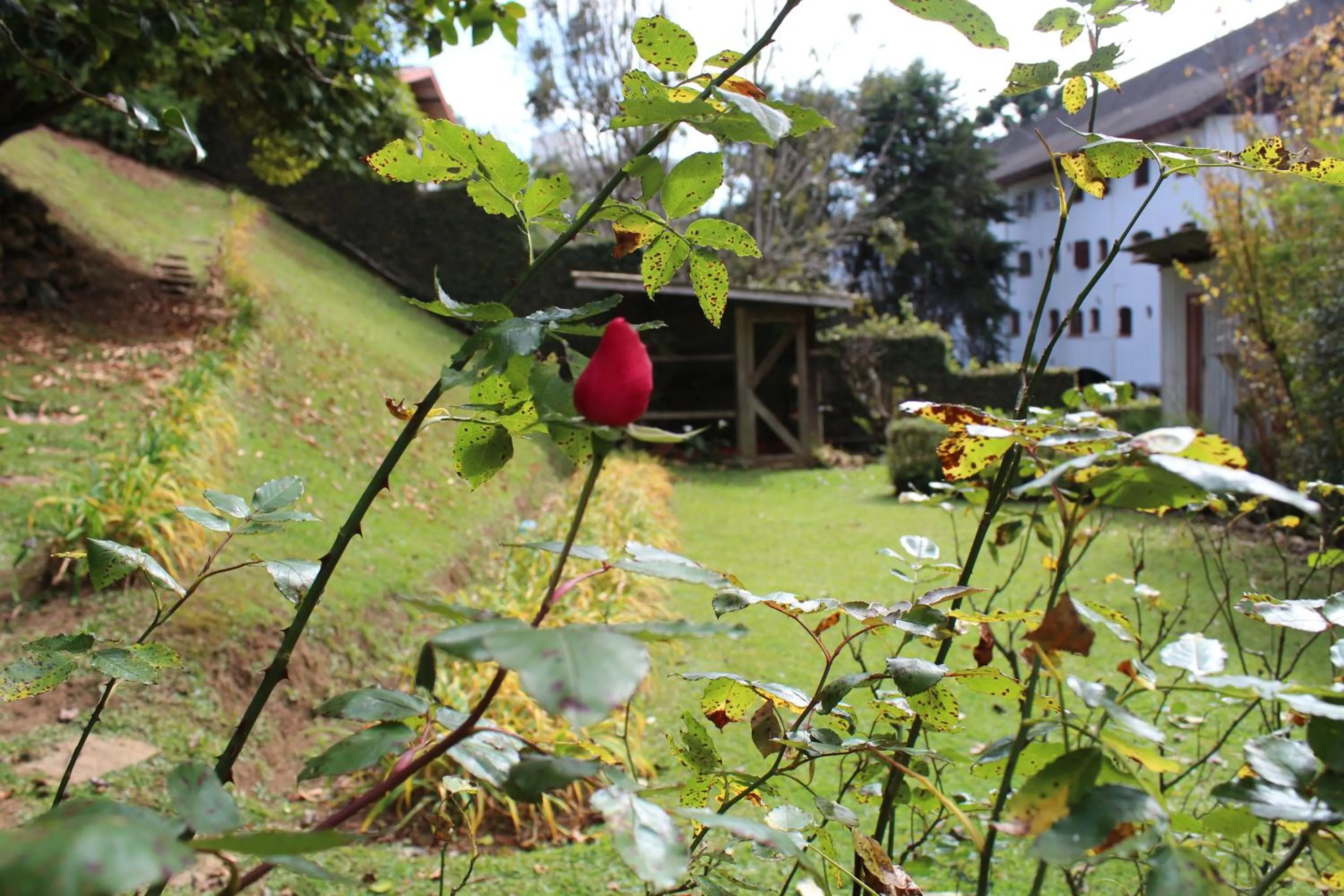 Garden in Casa Aconchegante no Capivari