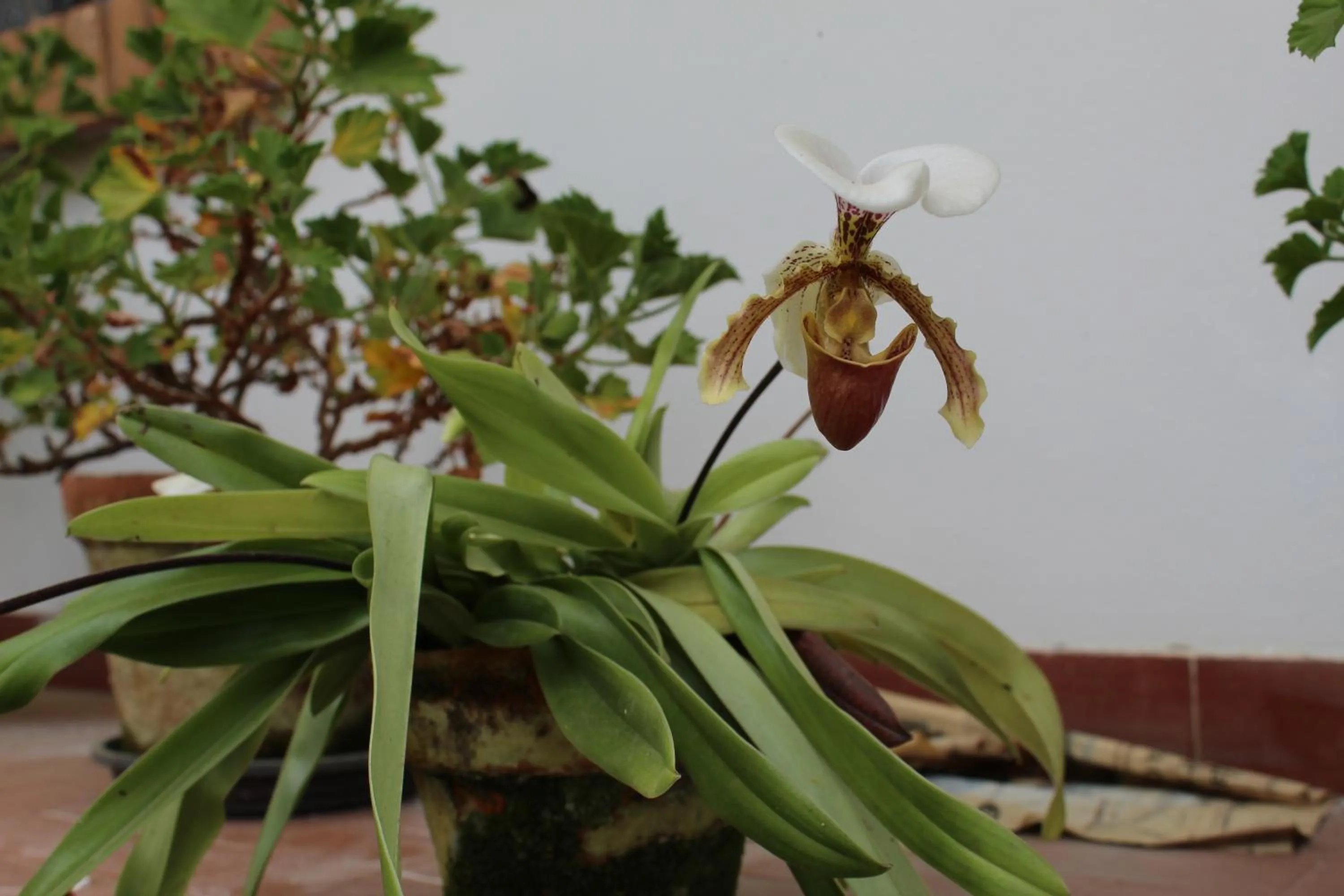 Garden in Casa Aconchegante no Capivari