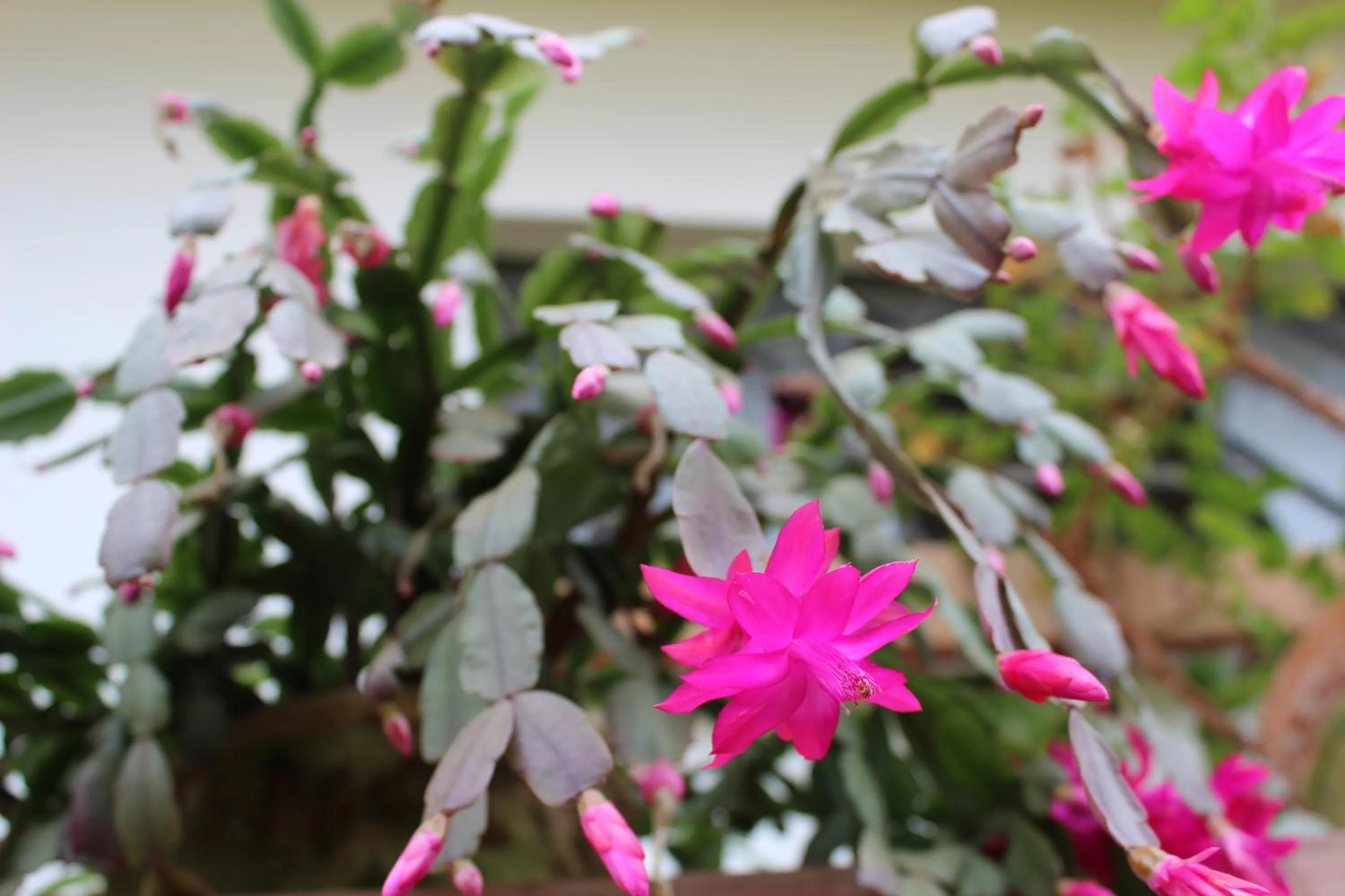 Garden in Casa Aconchegante no Capivari