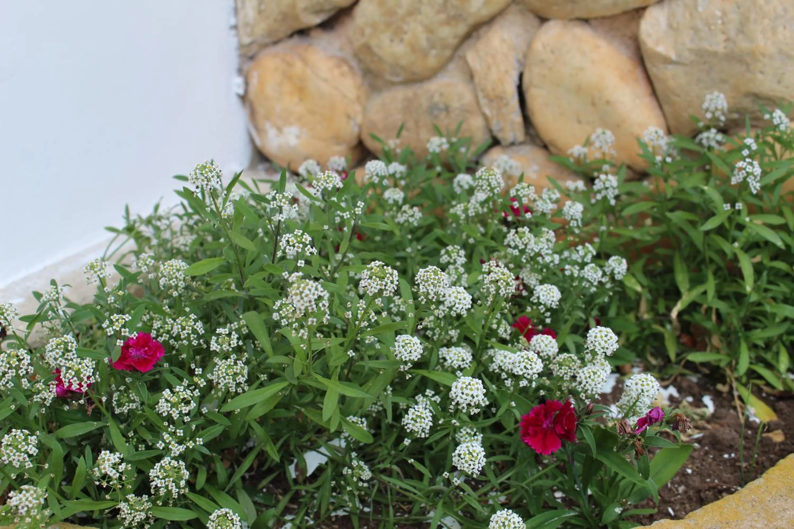 Garden in Casa Aconchegante no Capivari
