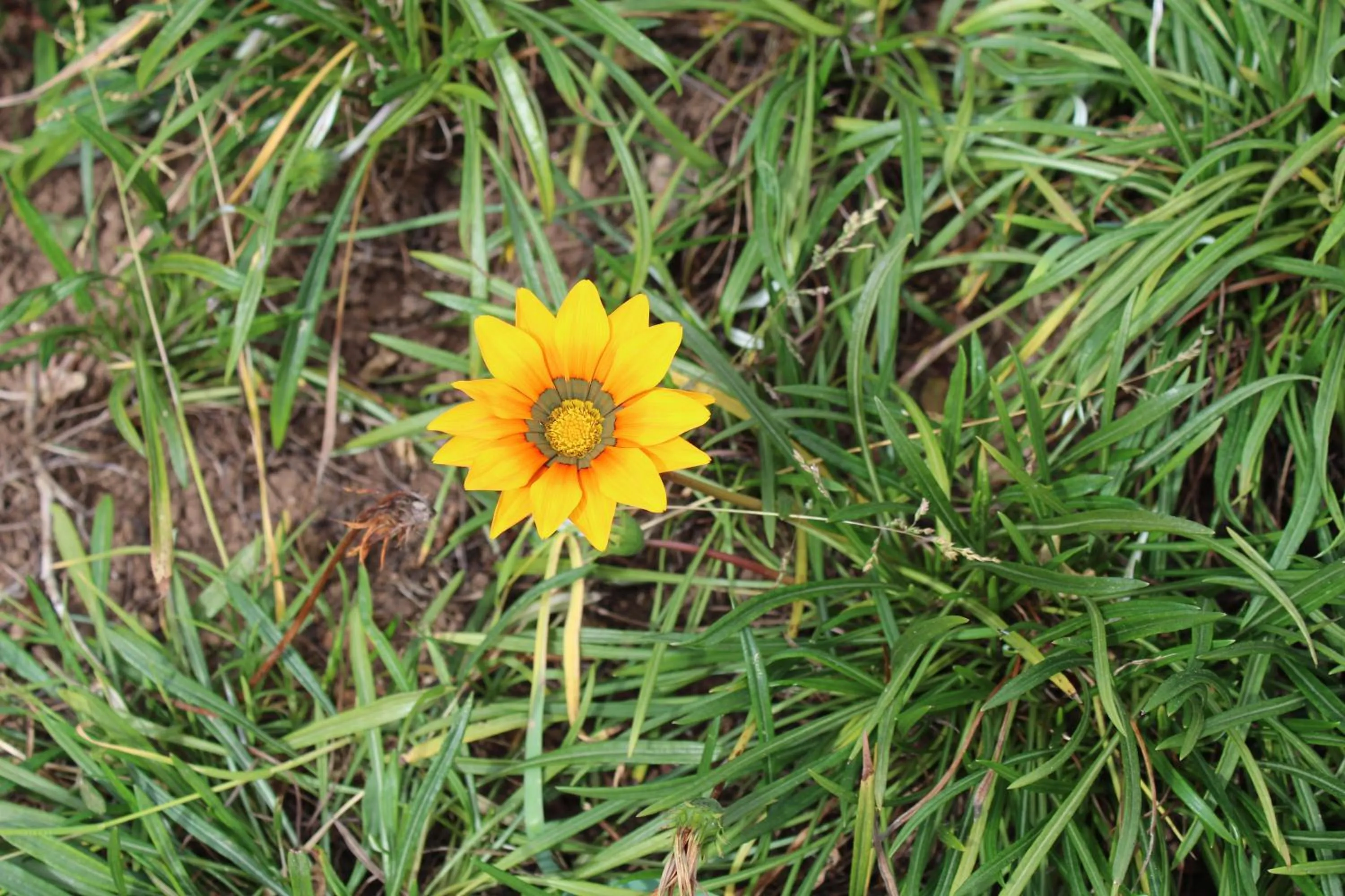 Garden in Casa Aconchegante no Capivari