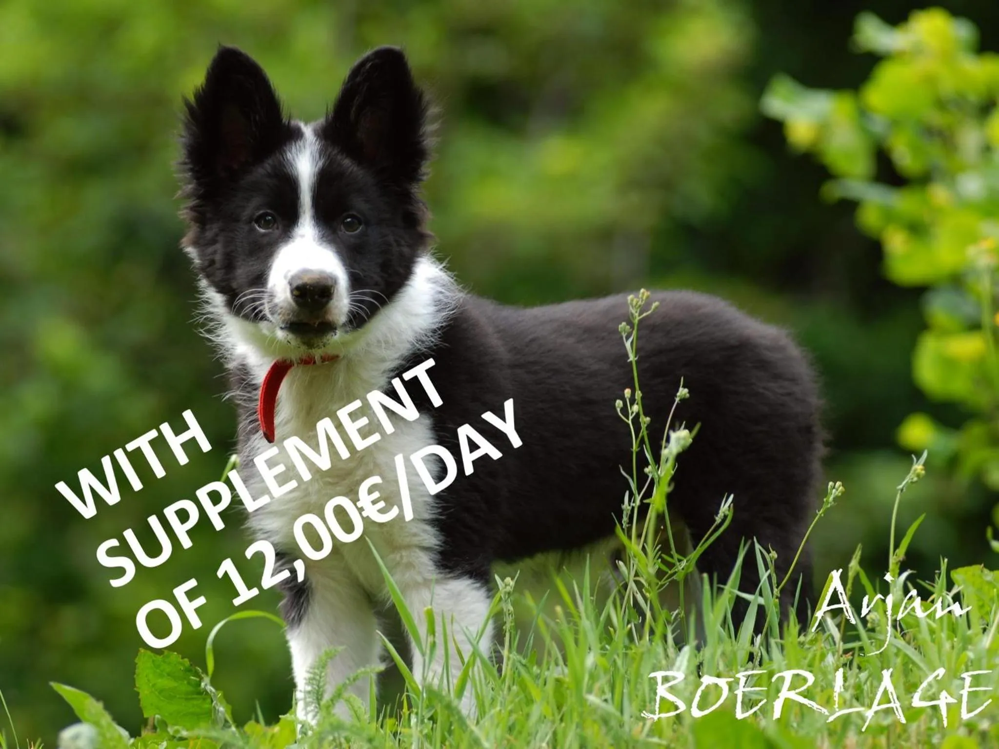 Pets in ApartHotel RIALB