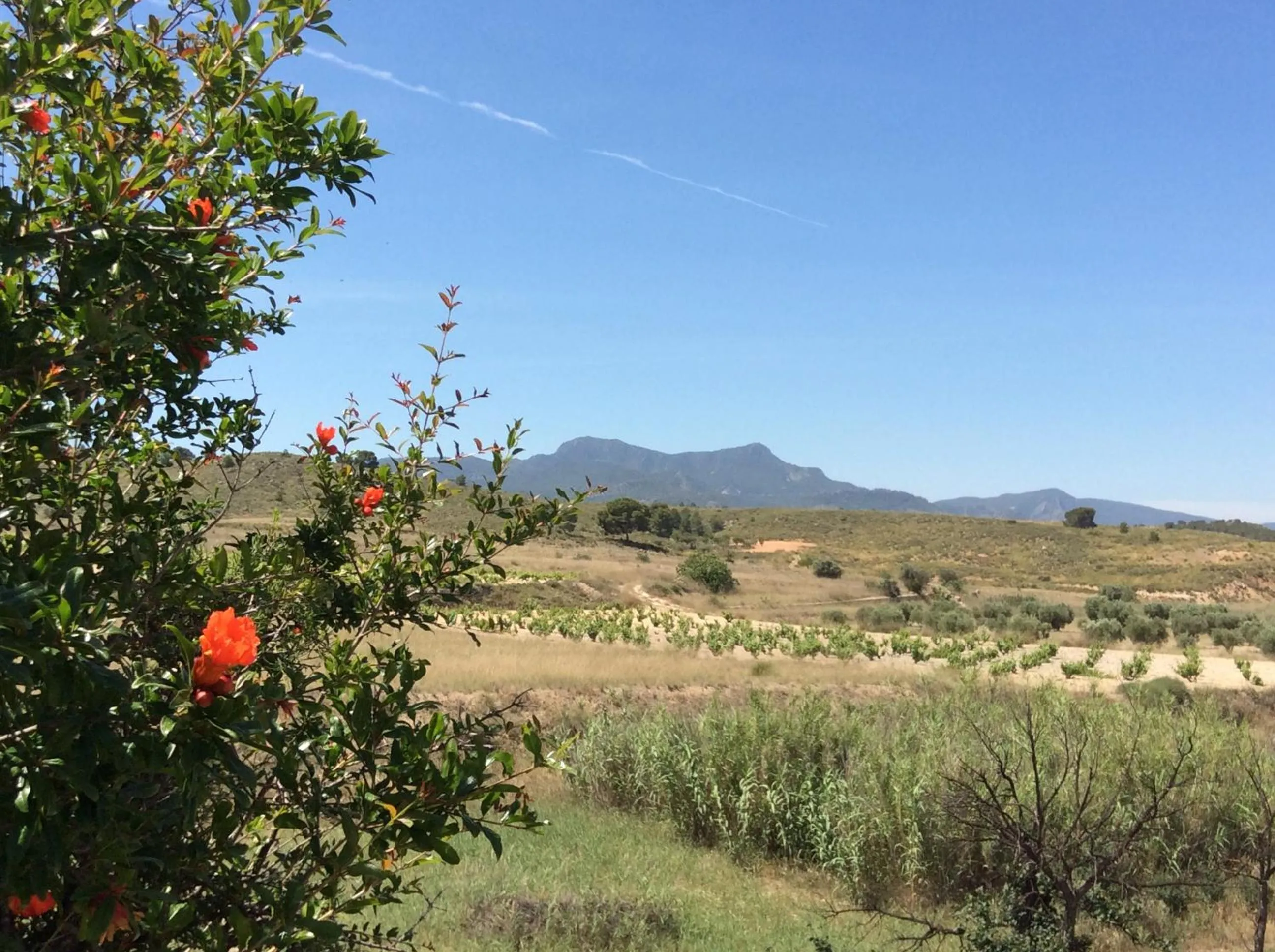 Natural landscape in Los Cuatro Vientos B&B