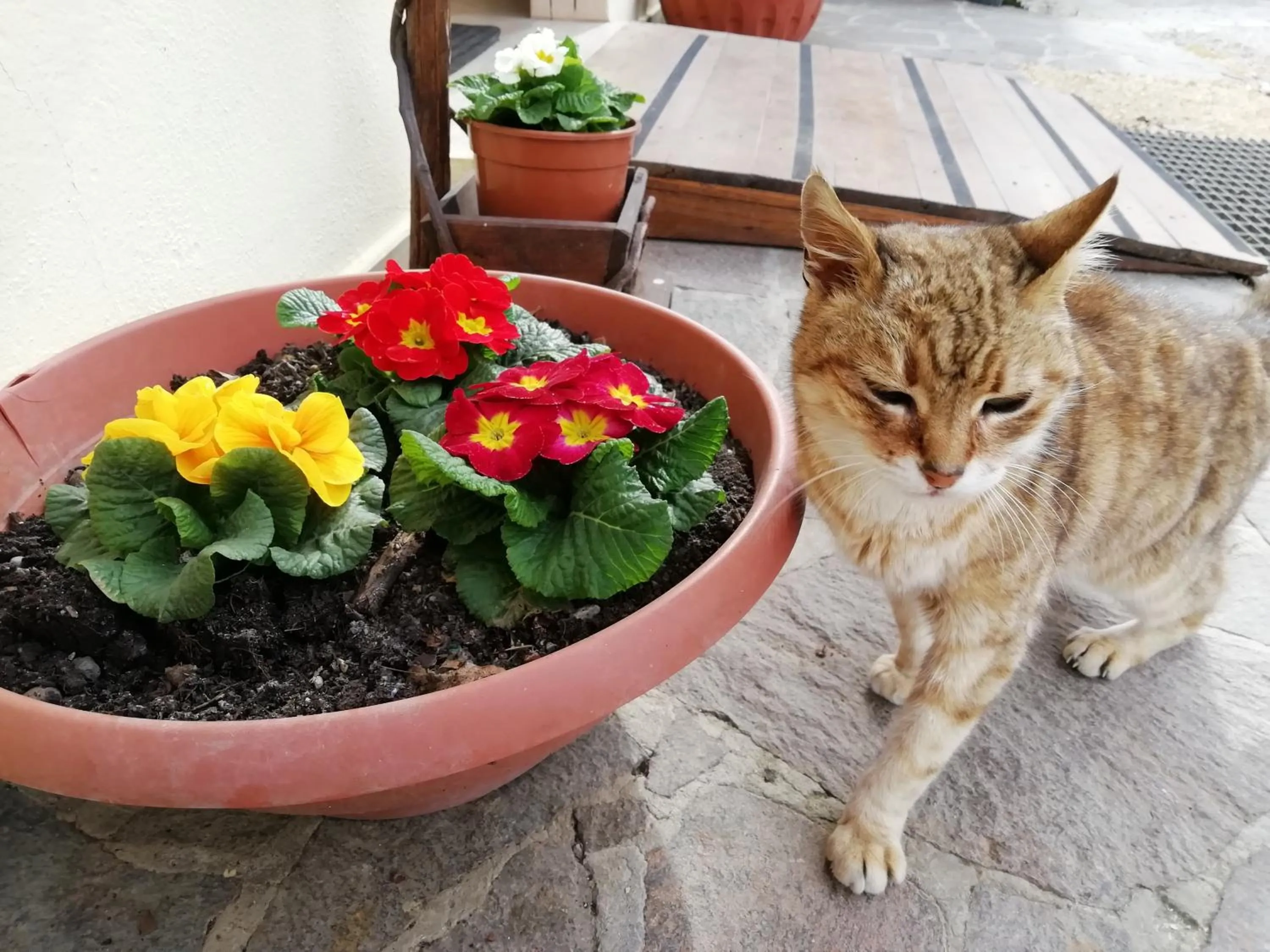 Pets in casadolcecasalatina